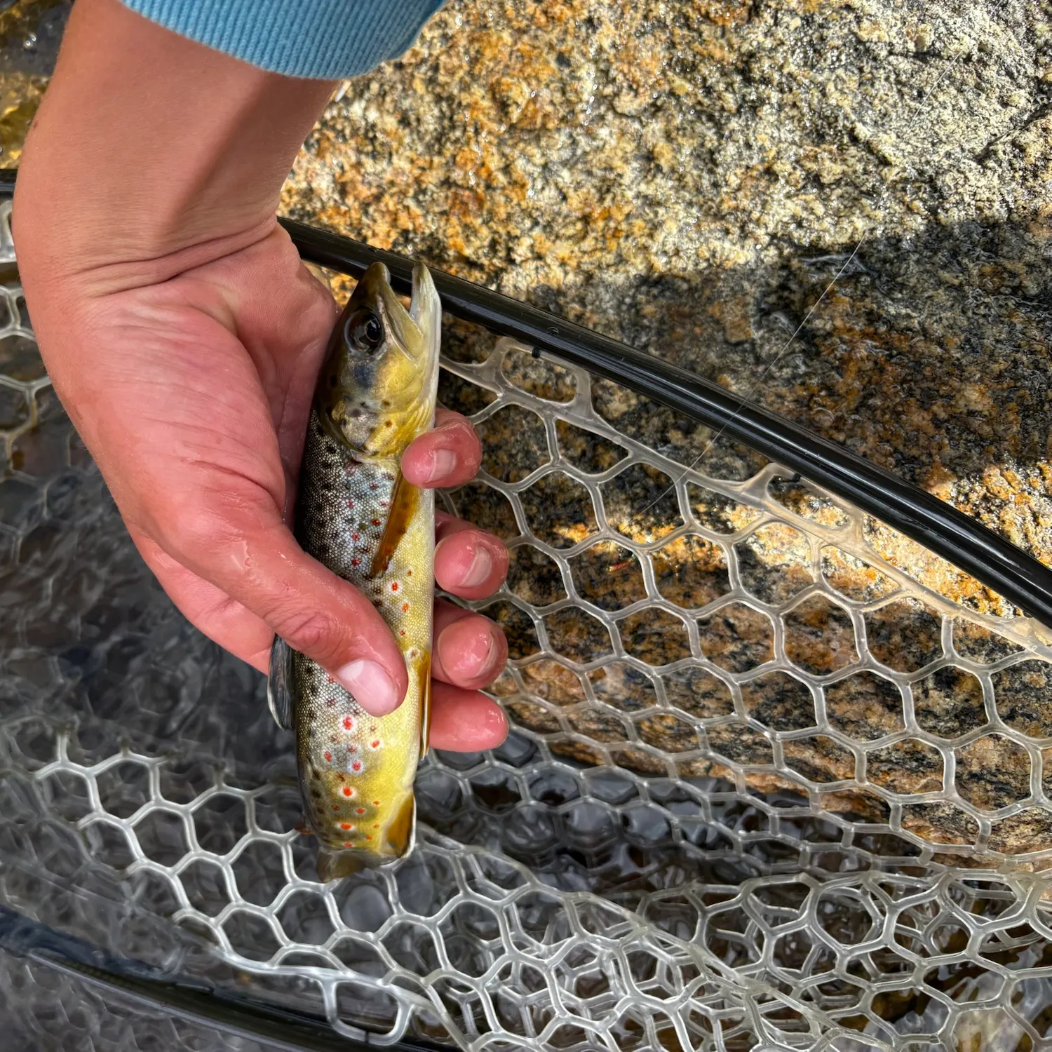Brown trout caught on Fishbrain
