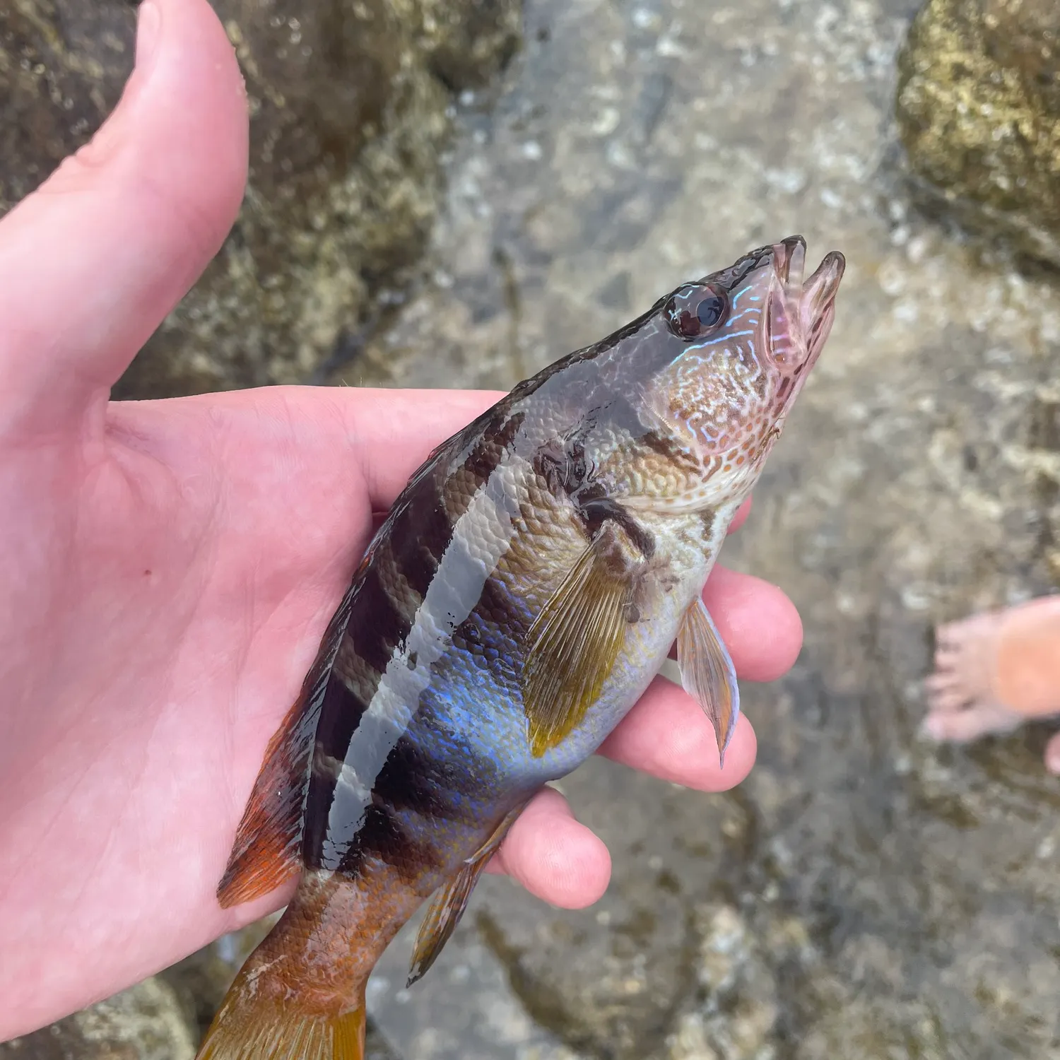 The most recent Comber catches on Fishbrain