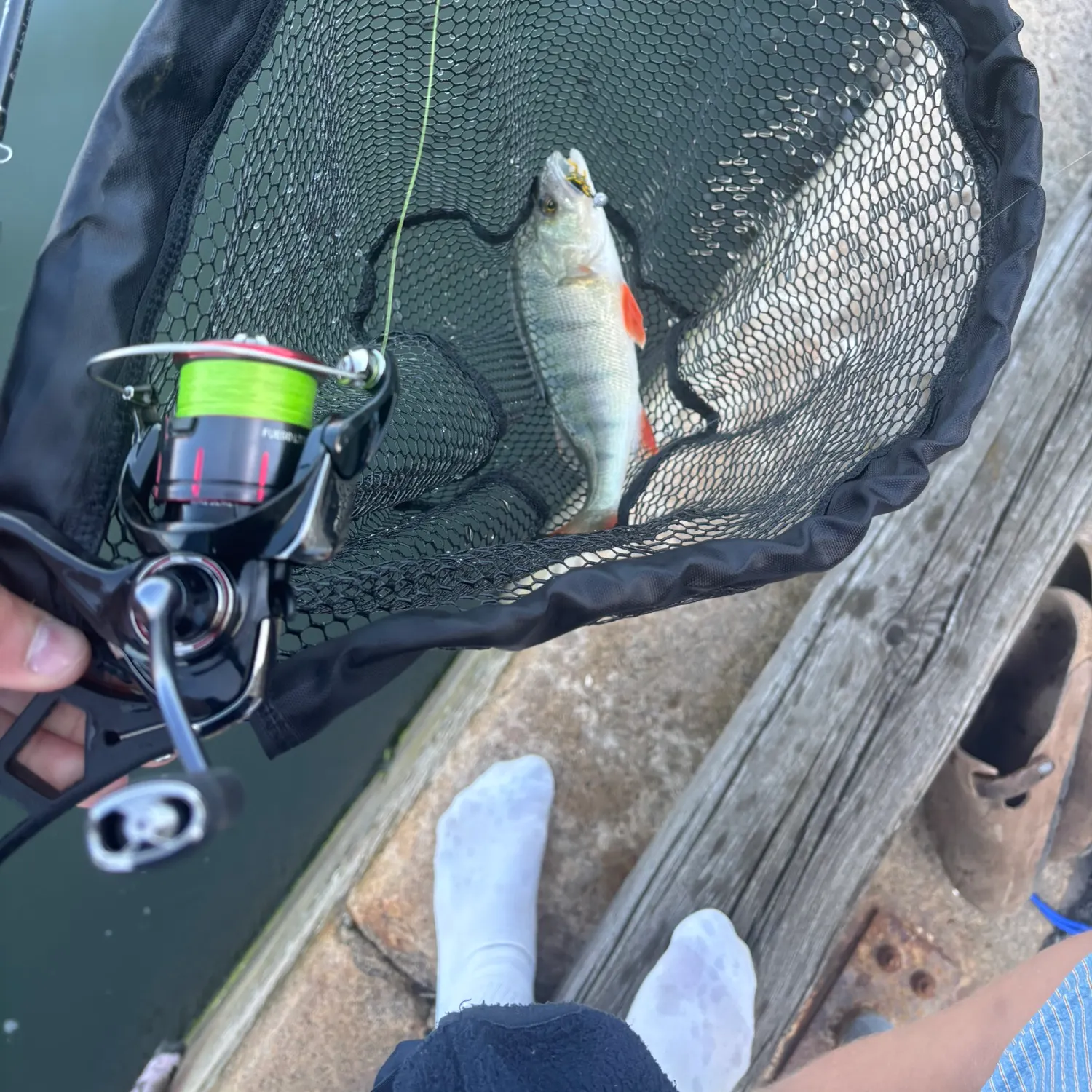 European perch caught on Fishbrain