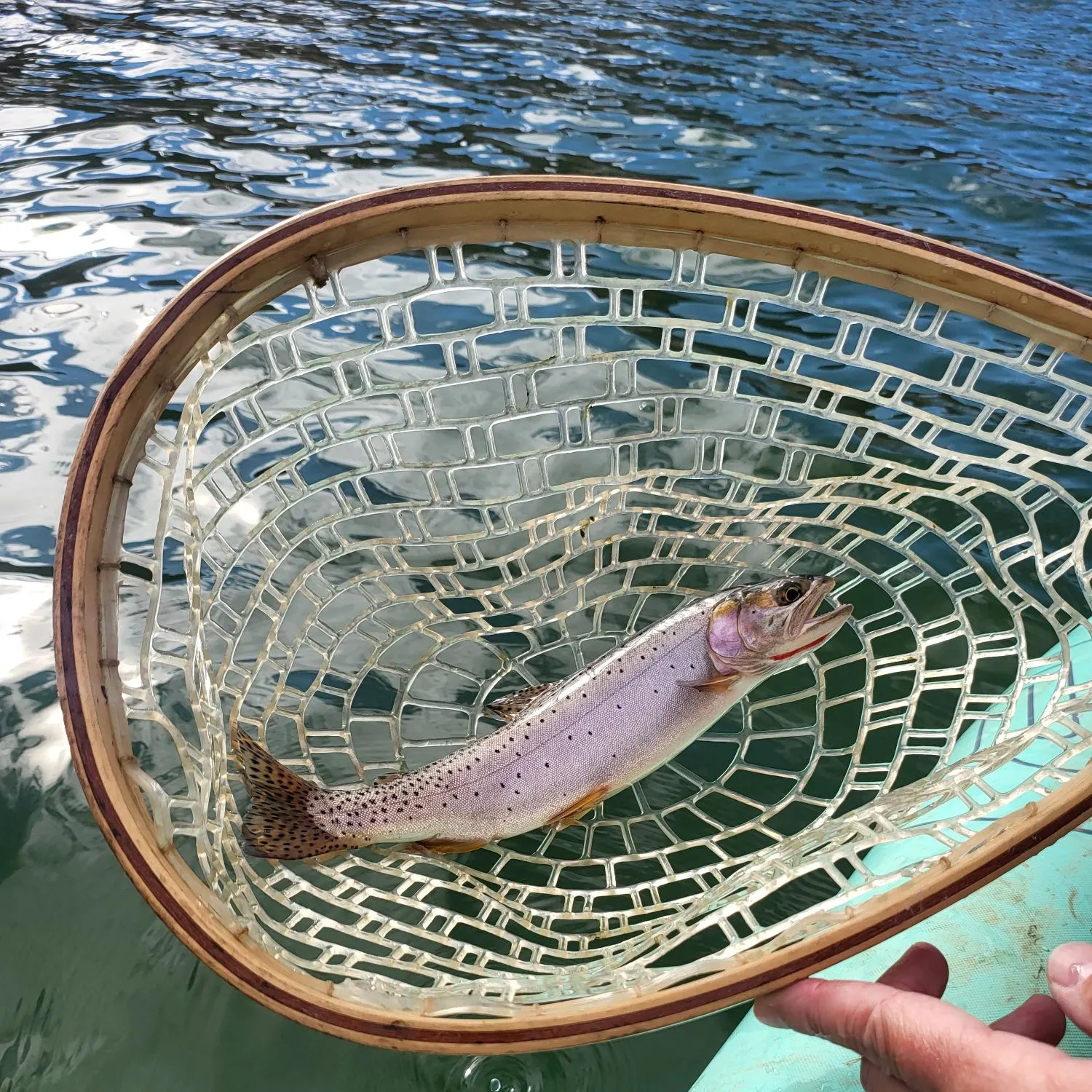 The most recent Bear River cutthroat trout catches on Fishbrain