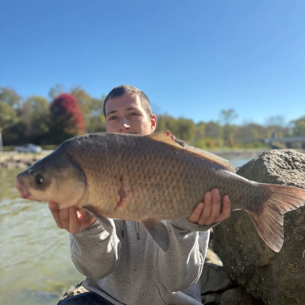 Fish caught on Fishbrain