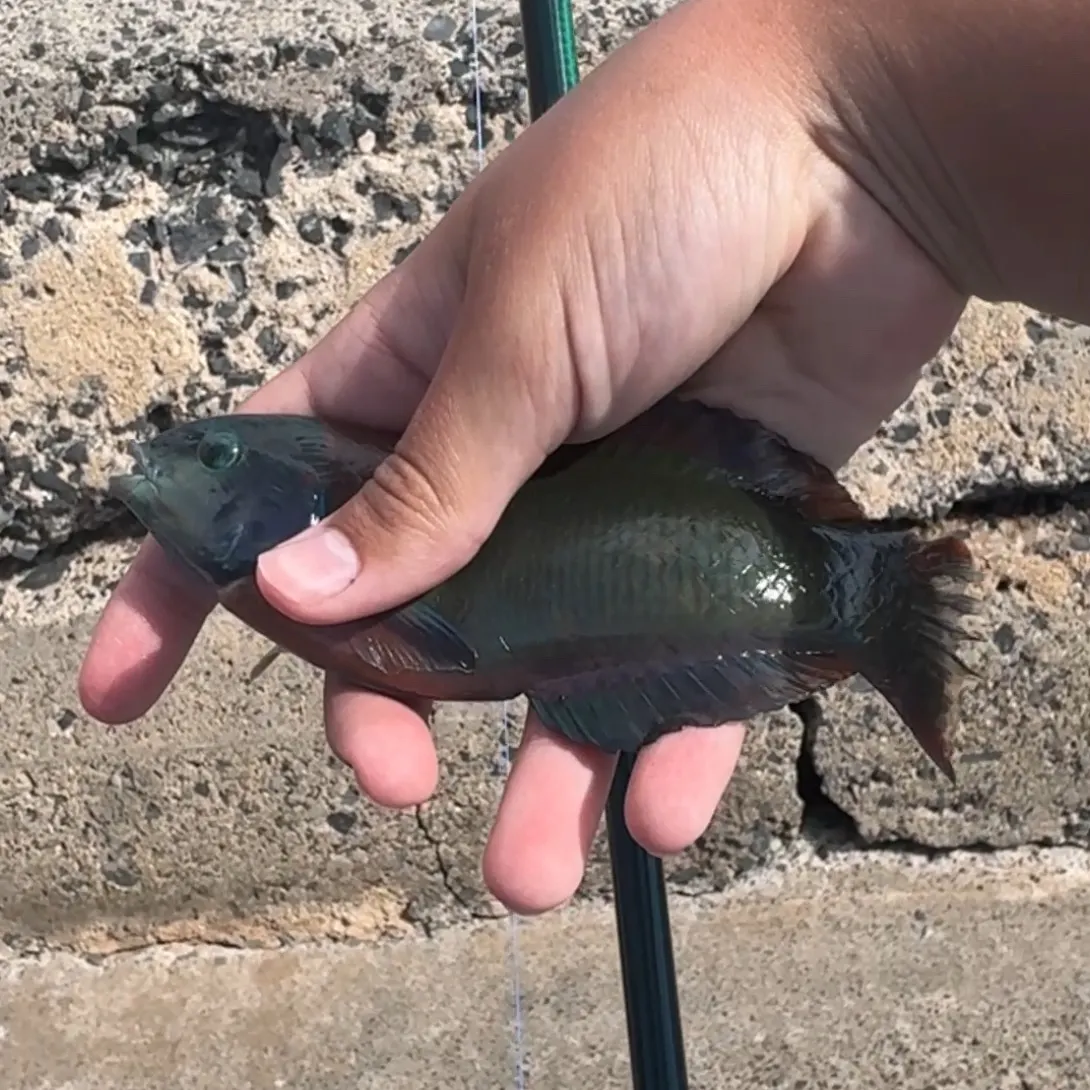 The most recent Saddle wrasse catches on Fishbrain