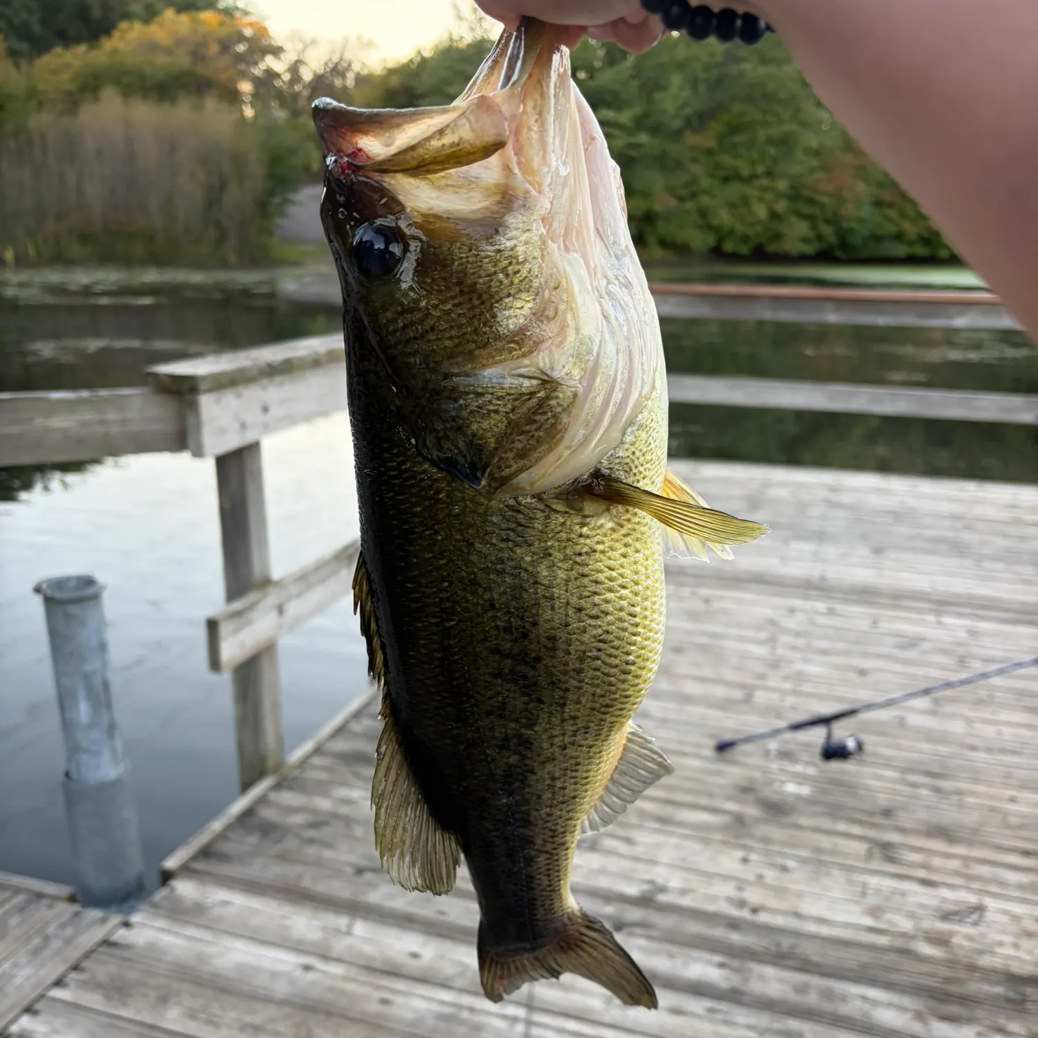 Largemouth bass caught on Fishbrain