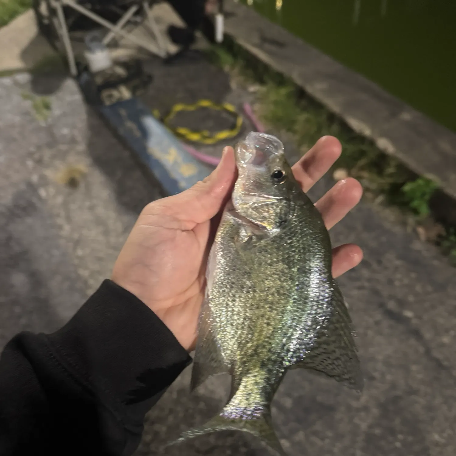 Black crappie caught on Fishbrain