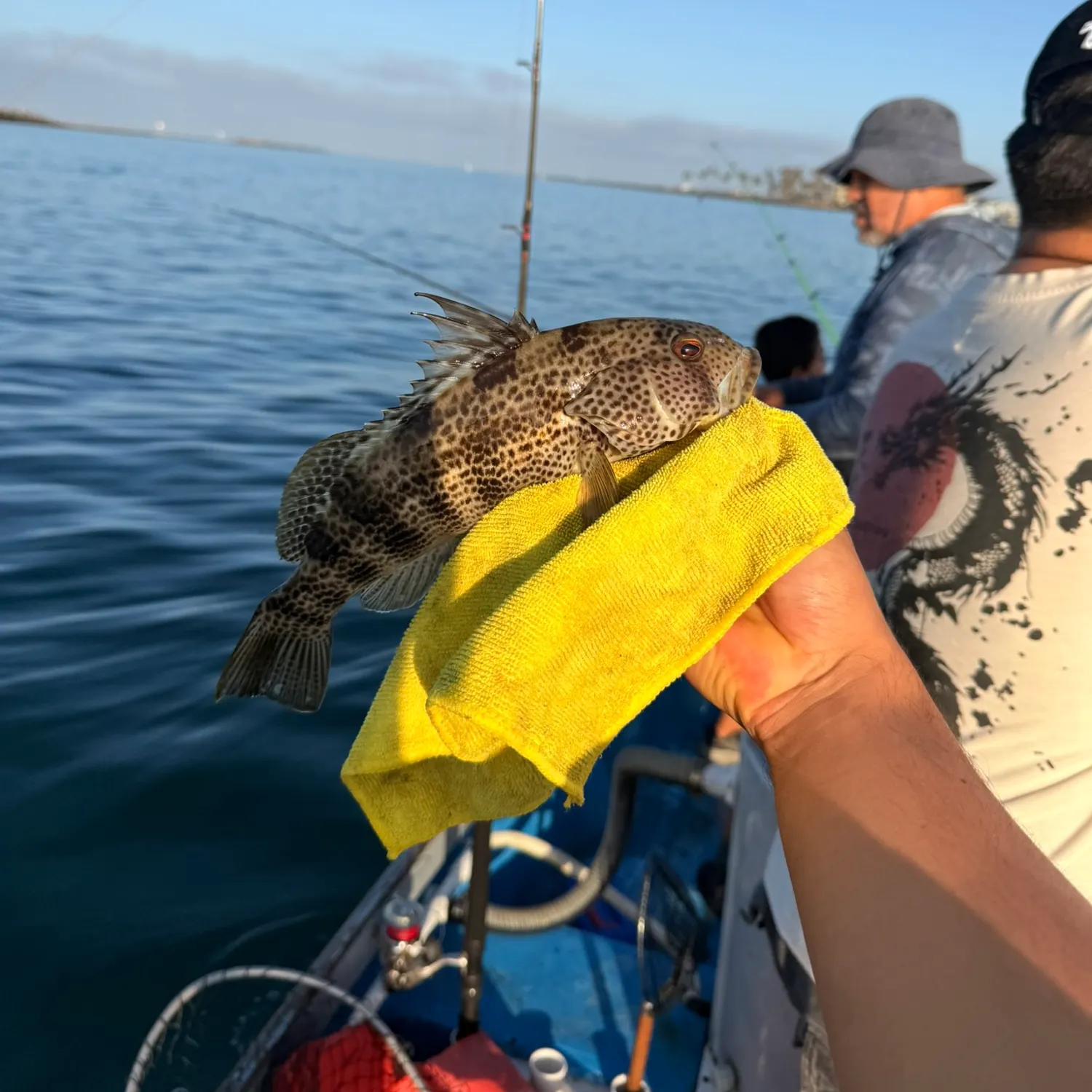 Spotted sand bass caught on Fishbrain