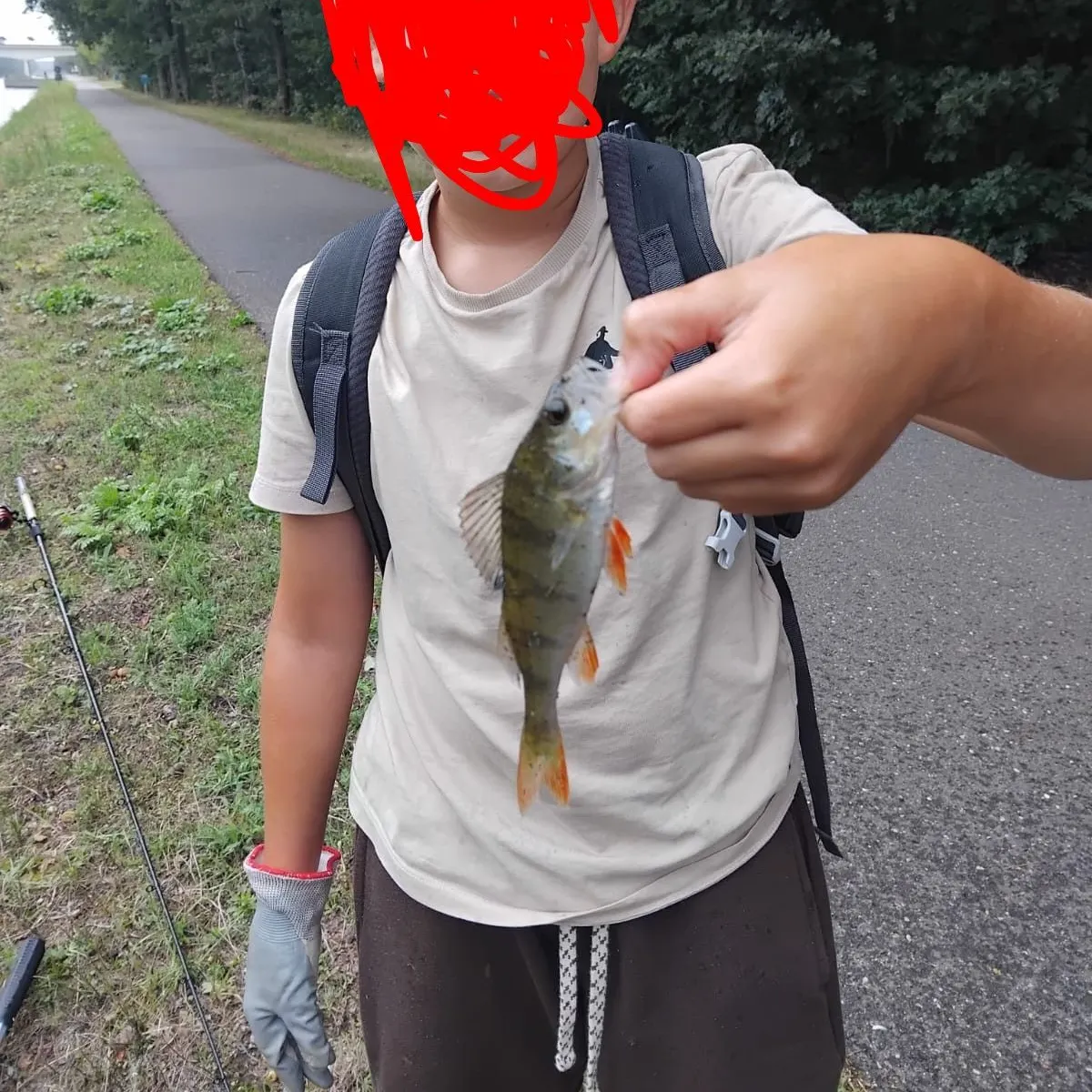 European perch caught on Fishbrain