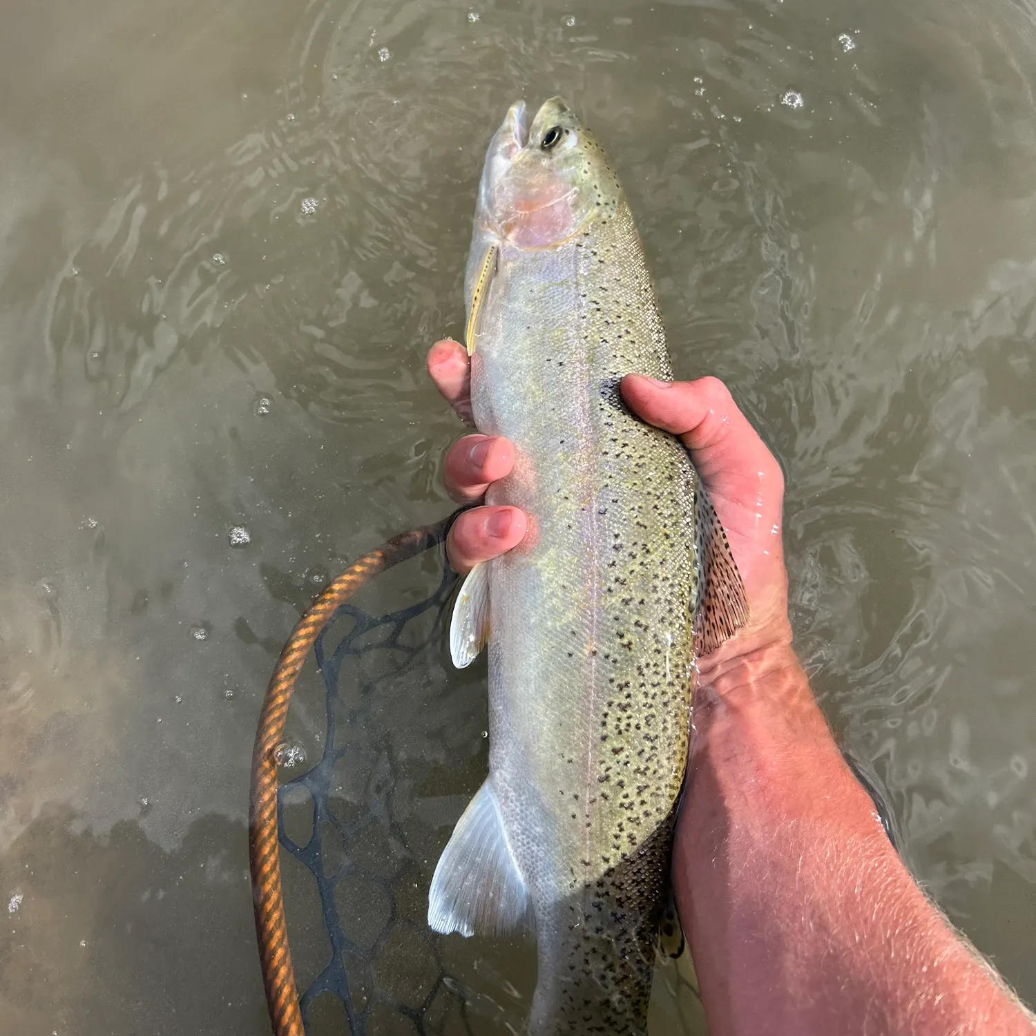 Rainbow trout caught on Fishbrain