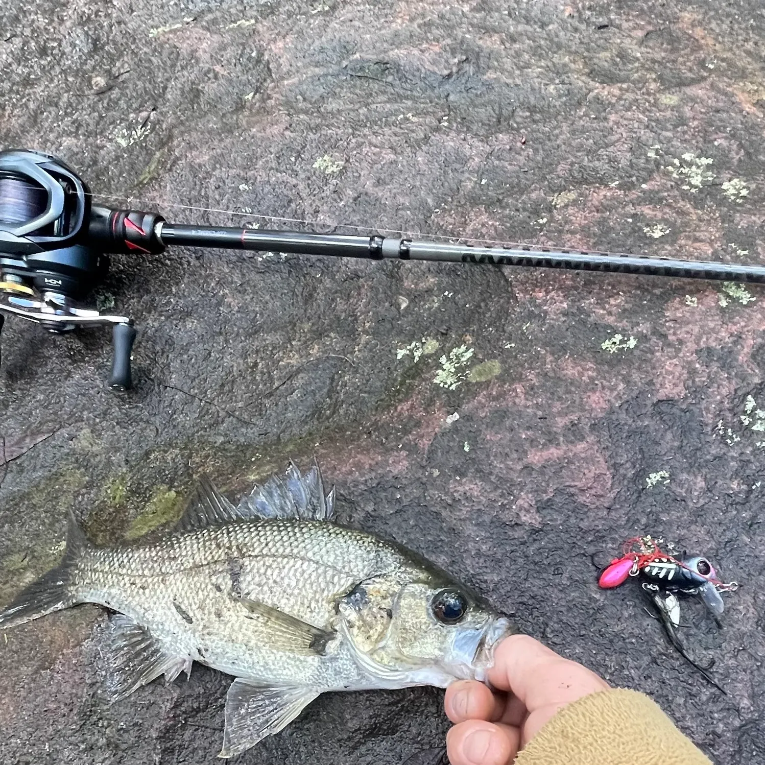The most recent Australian bass catches on Fishbrain