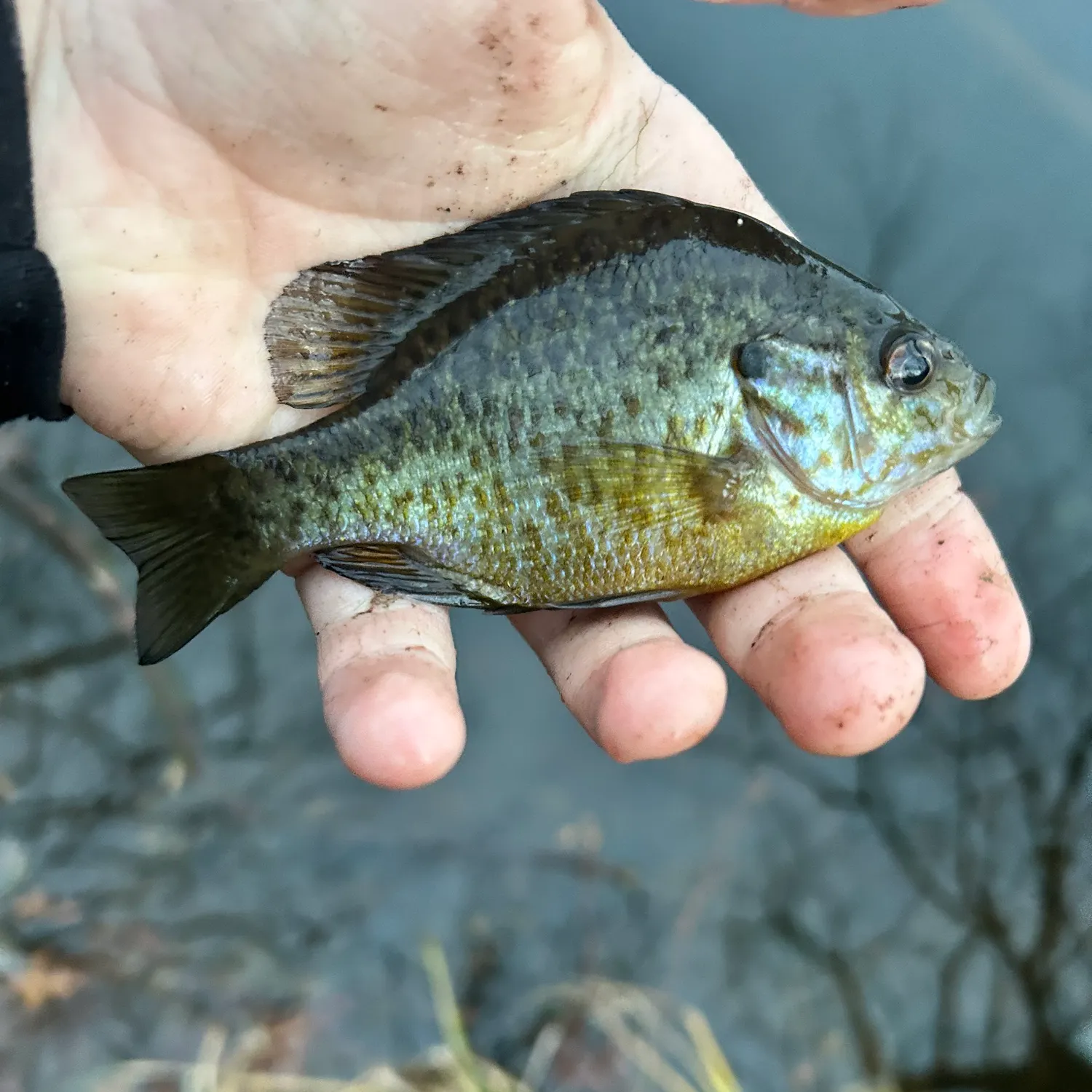 The most recent Pumpkingill hybrid catches on Fishbrain