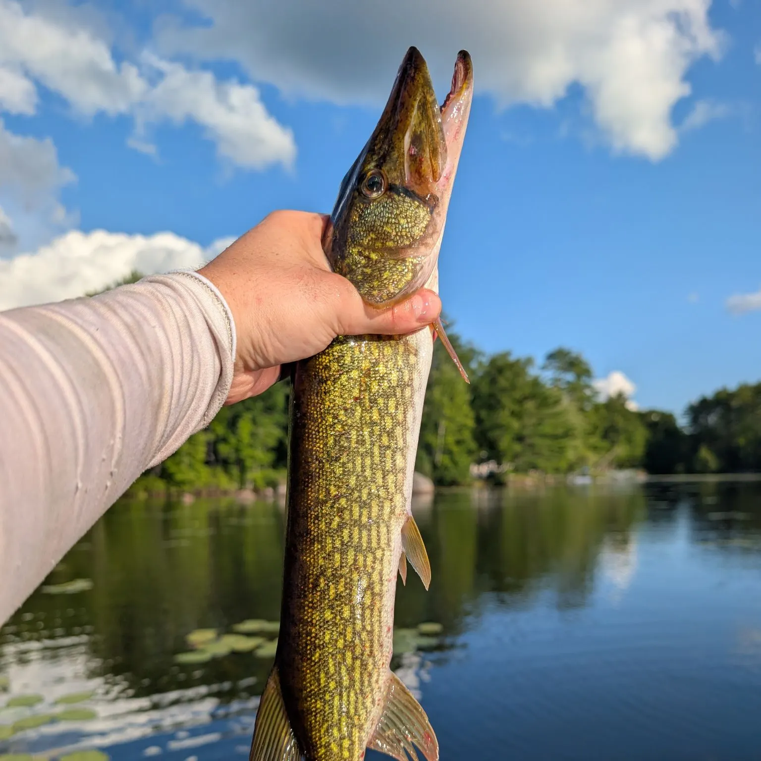 Chain pickerel caught on Fishbrain