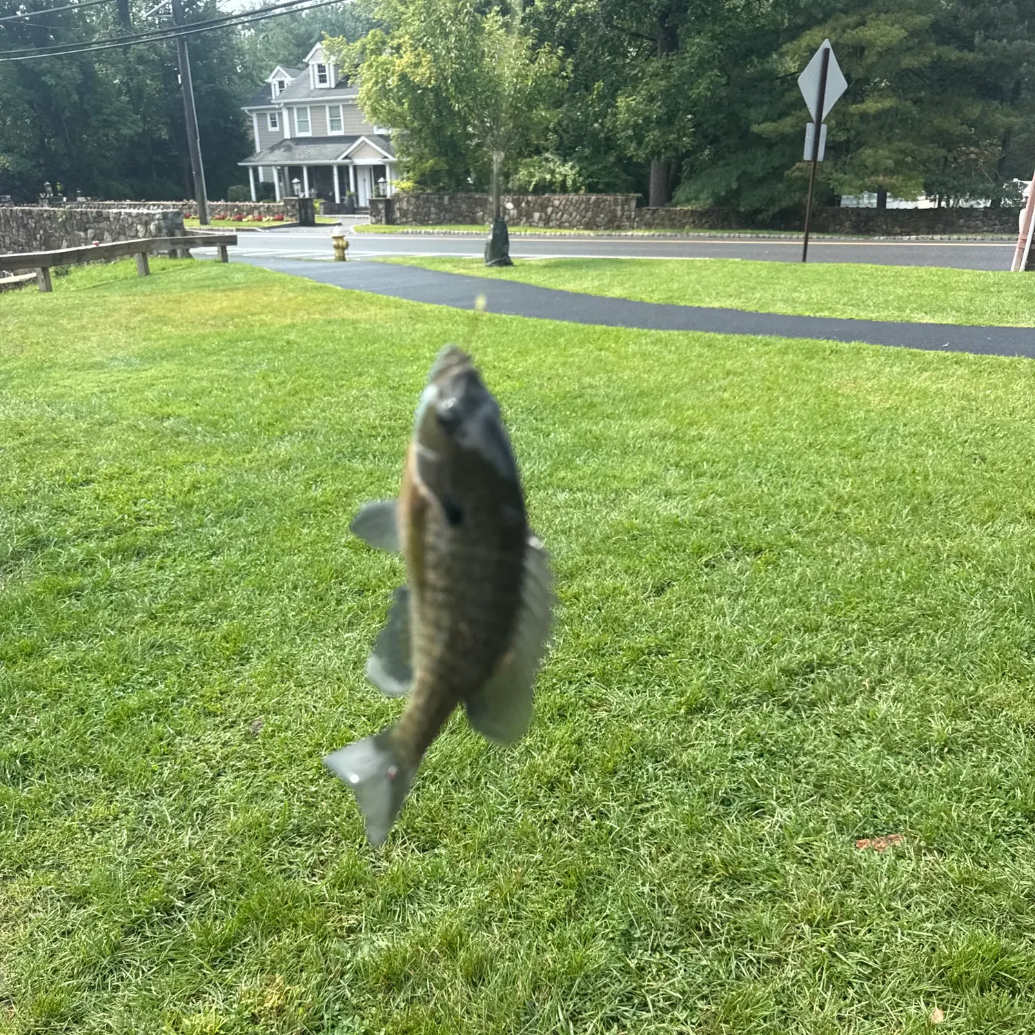 Bluegill caught on Fishbrain