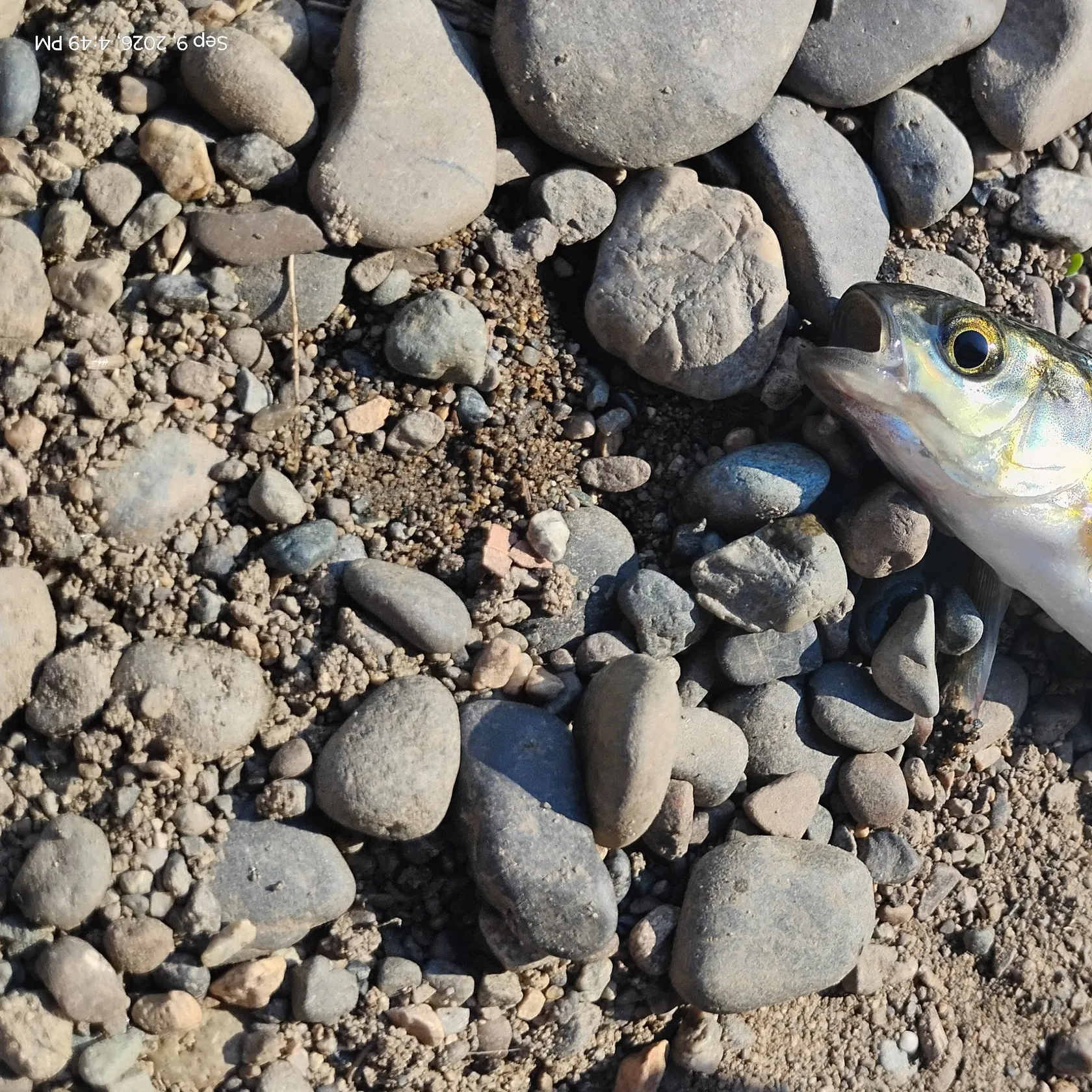 The most recent Mountain whitefish catches on Fishbrain