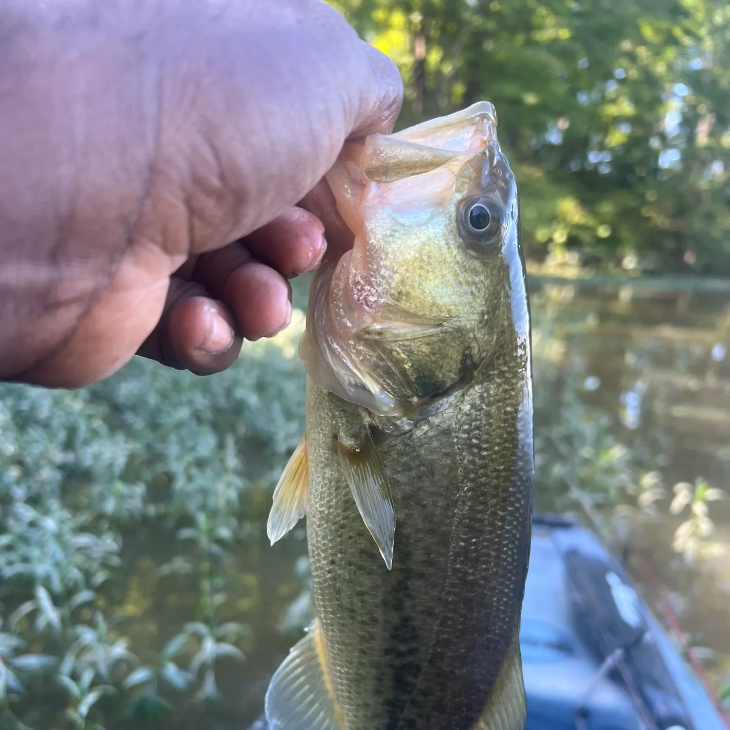 Largemouth bass caught on Fishbrain