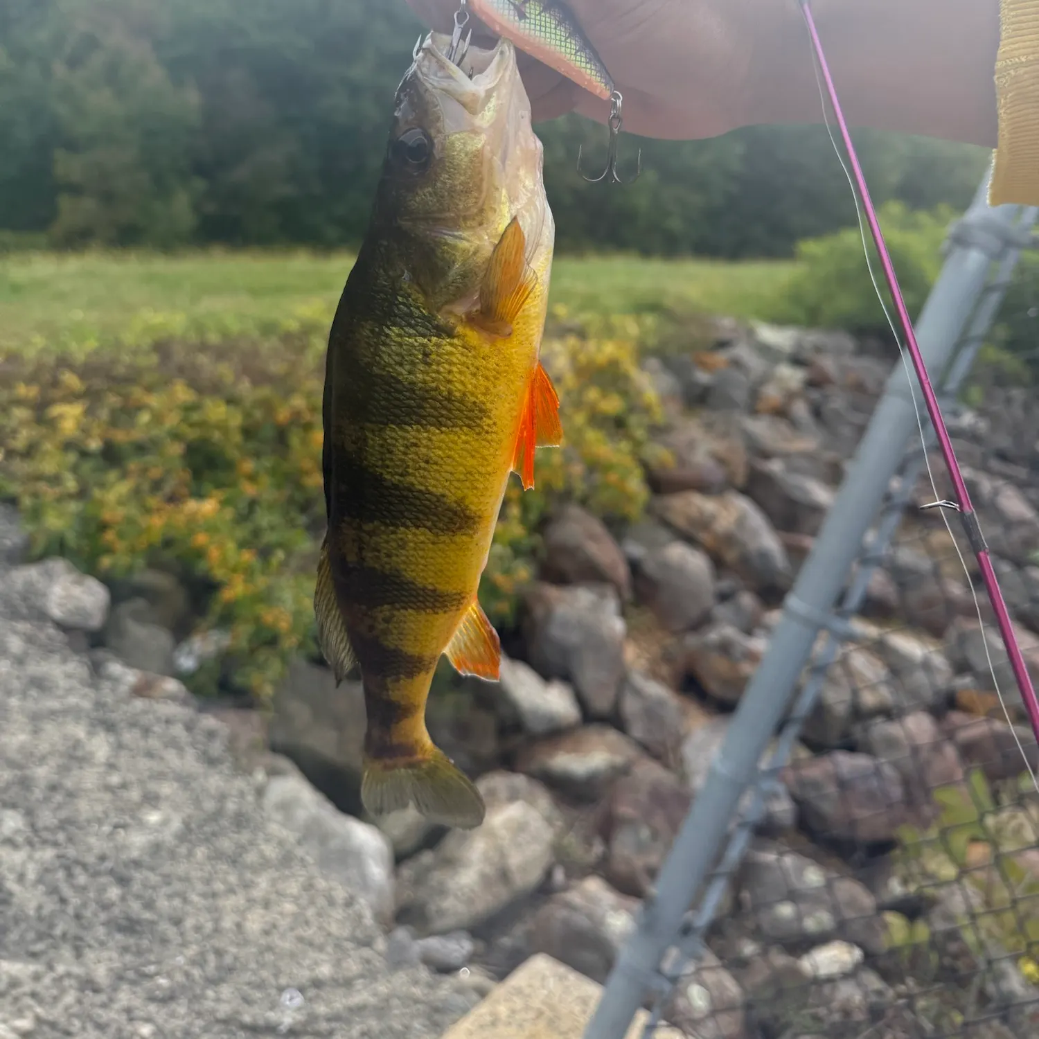 The most recent Yellow perch catches on Fishbrain