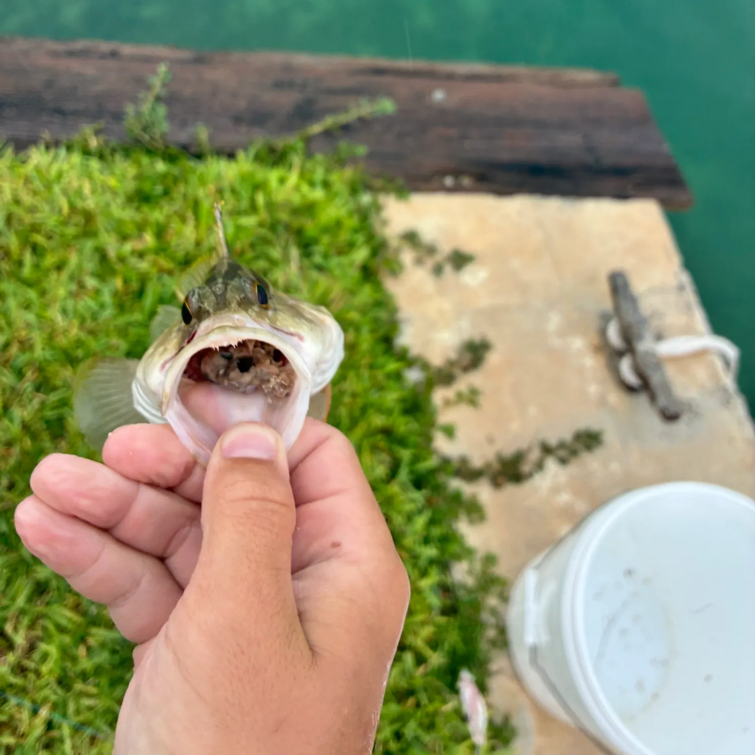 The most recent Nassau grouper catches on Fishbrain