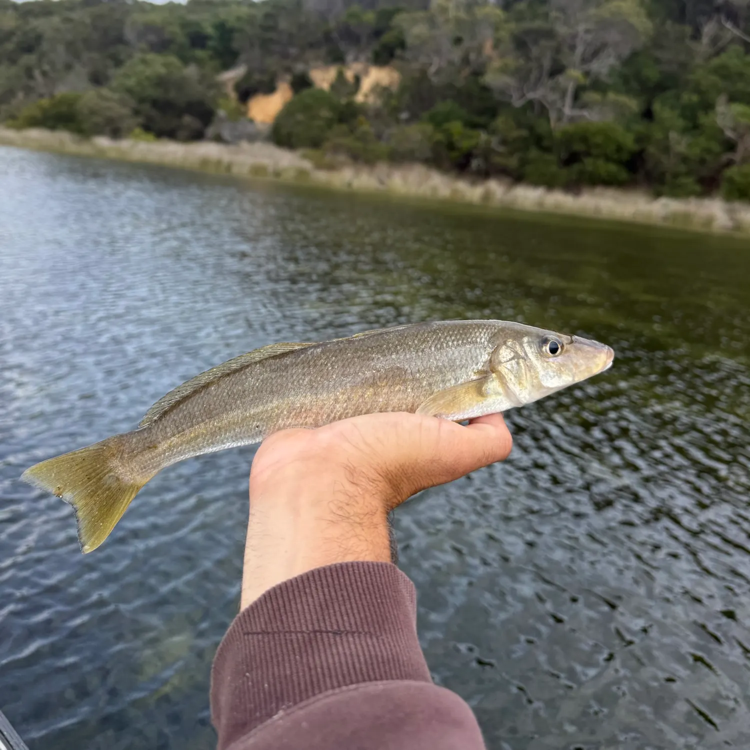 The most recent Yellowfin sillago catches on Fishbrain