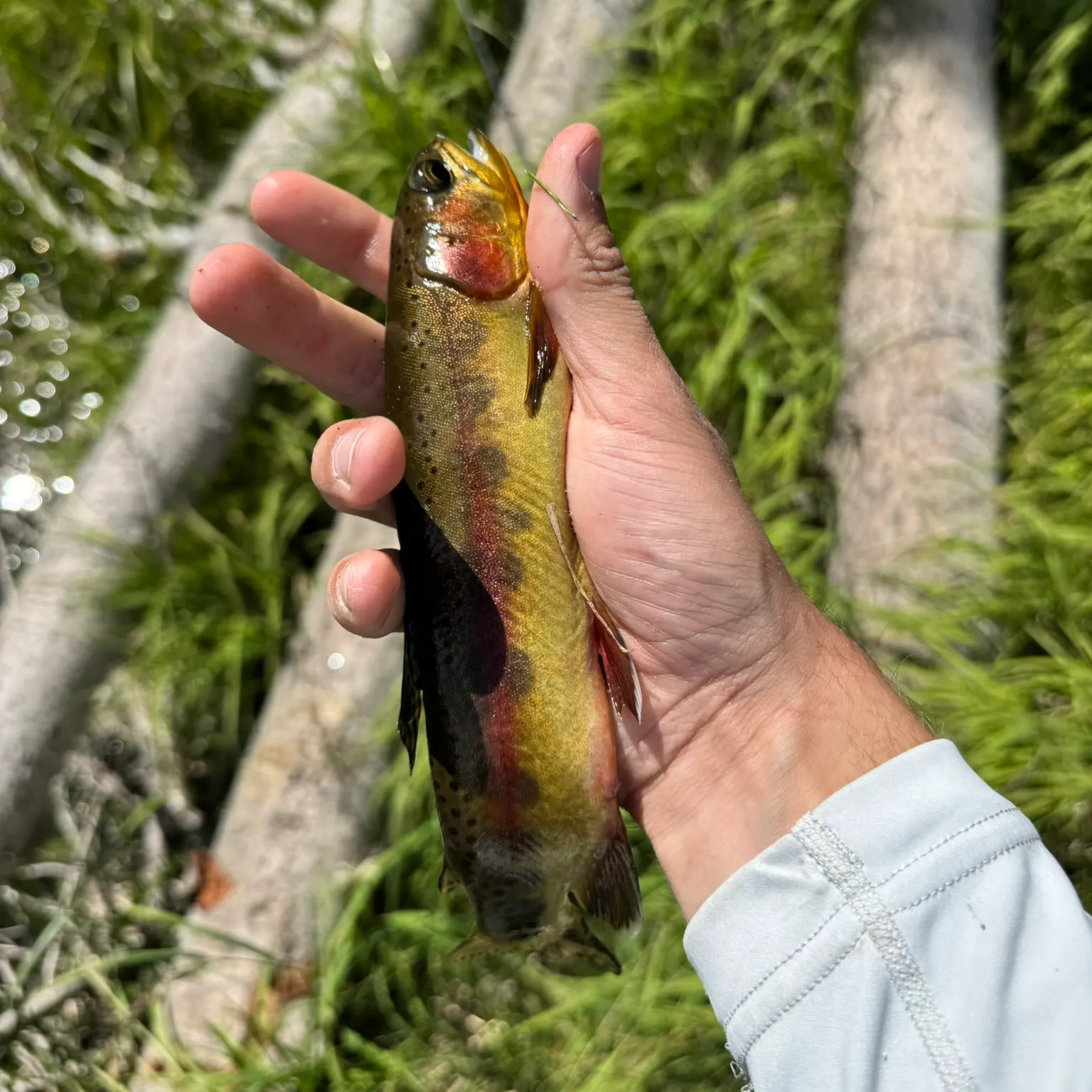 The most recent Golden trout catches on Fishbrain