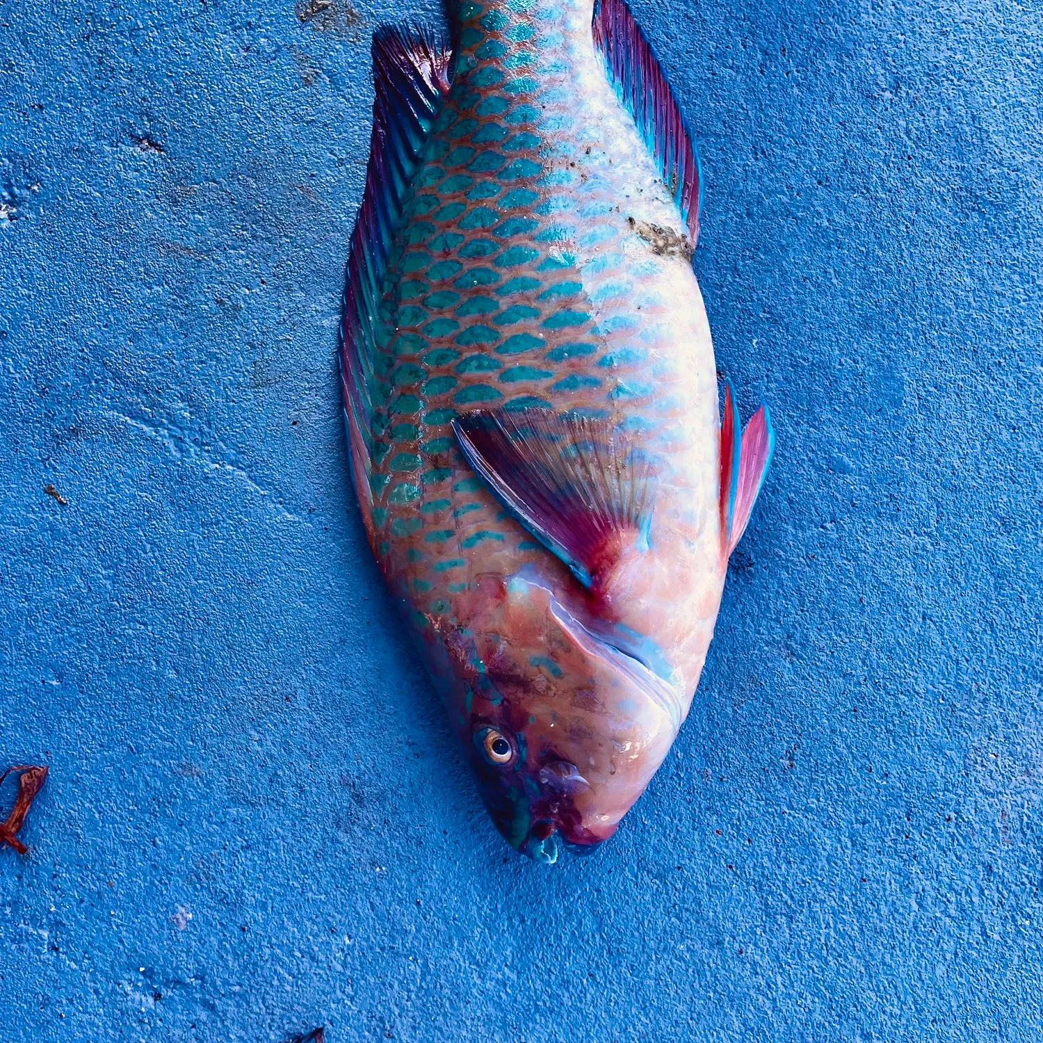 The most recent Rainbow parrotfish catches on Fishbrain