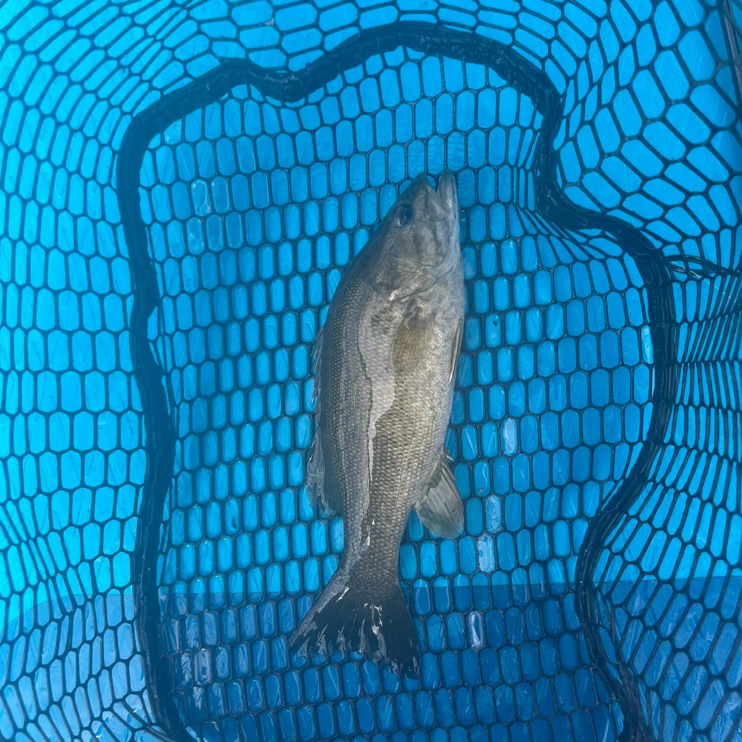 Smallmouth bass caught on Fishbrain