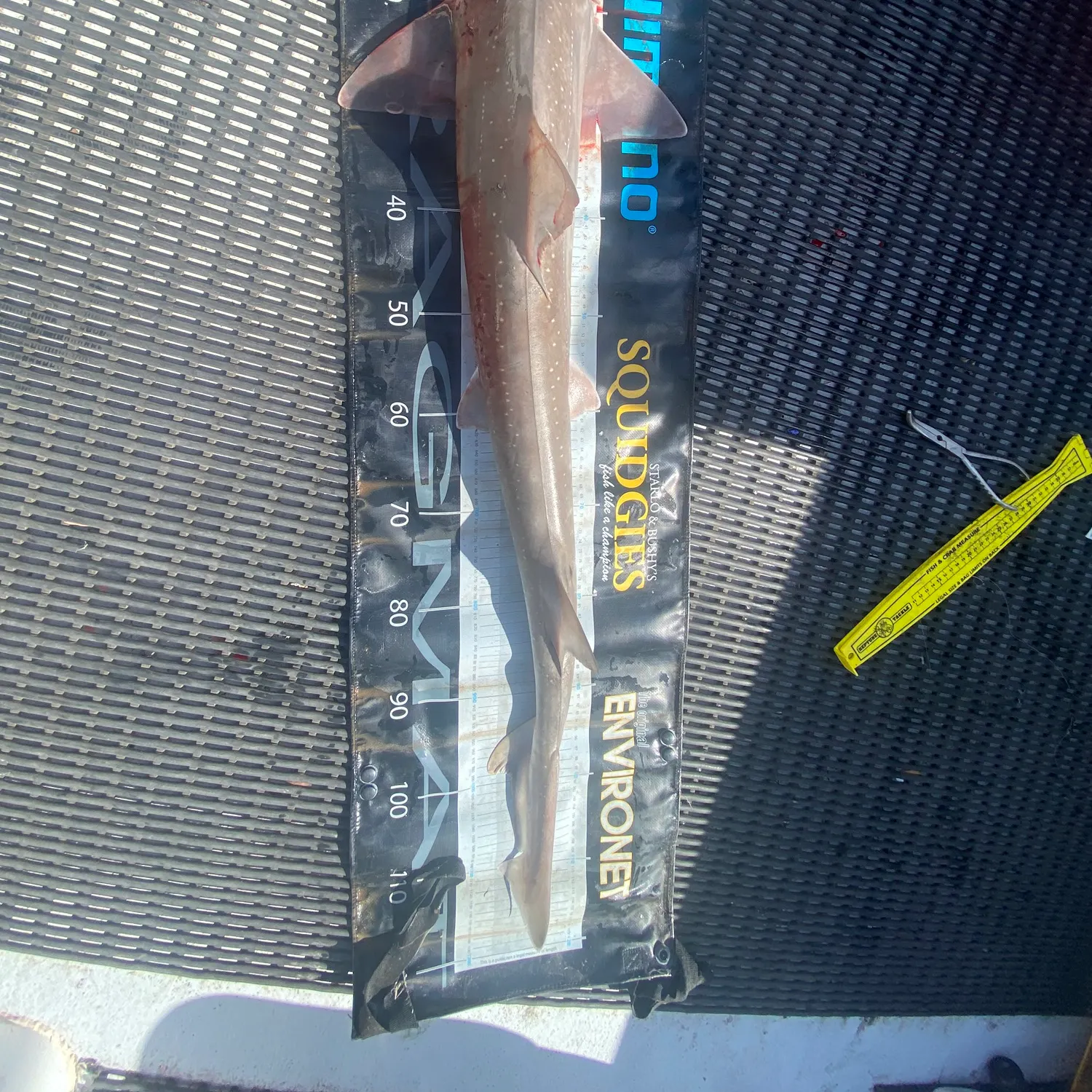 The most recent Gummy shark catches on Fishbrain