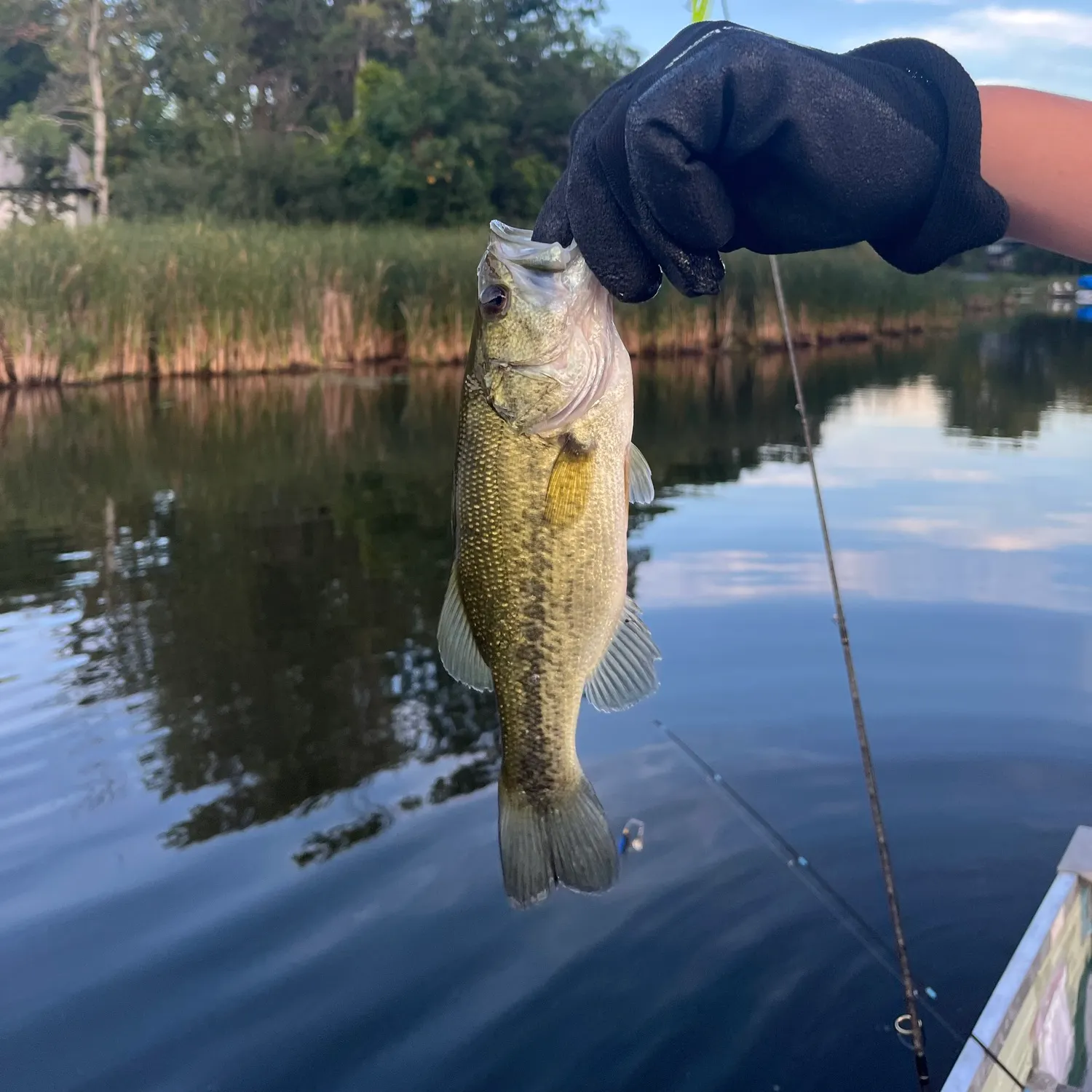 Largemouth bass caught on Fishbrain