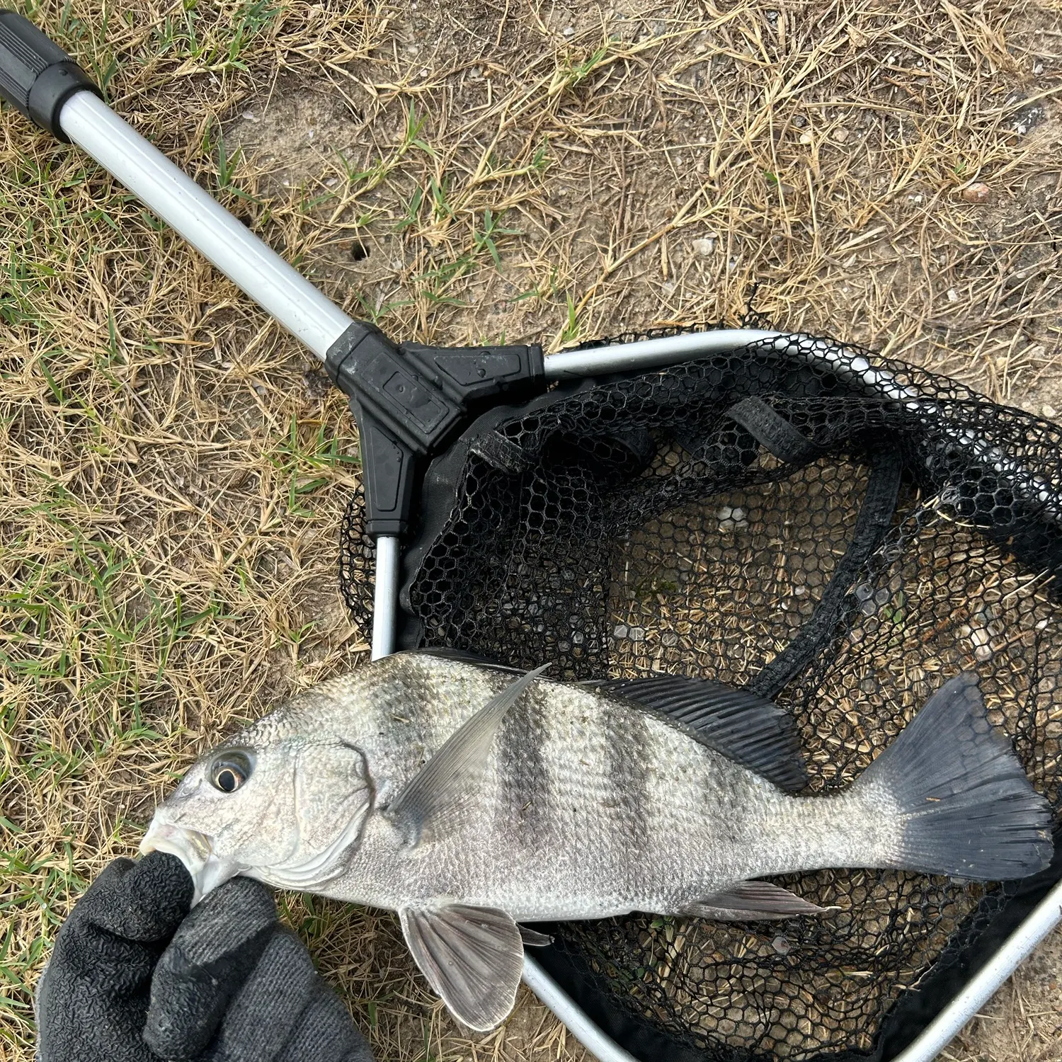 Black drum caught on Fishbrain