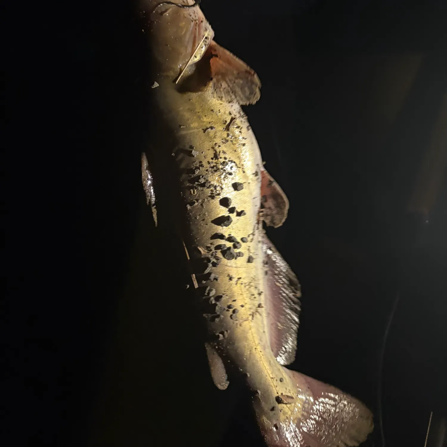 Channel catfish caught on Fishbrain