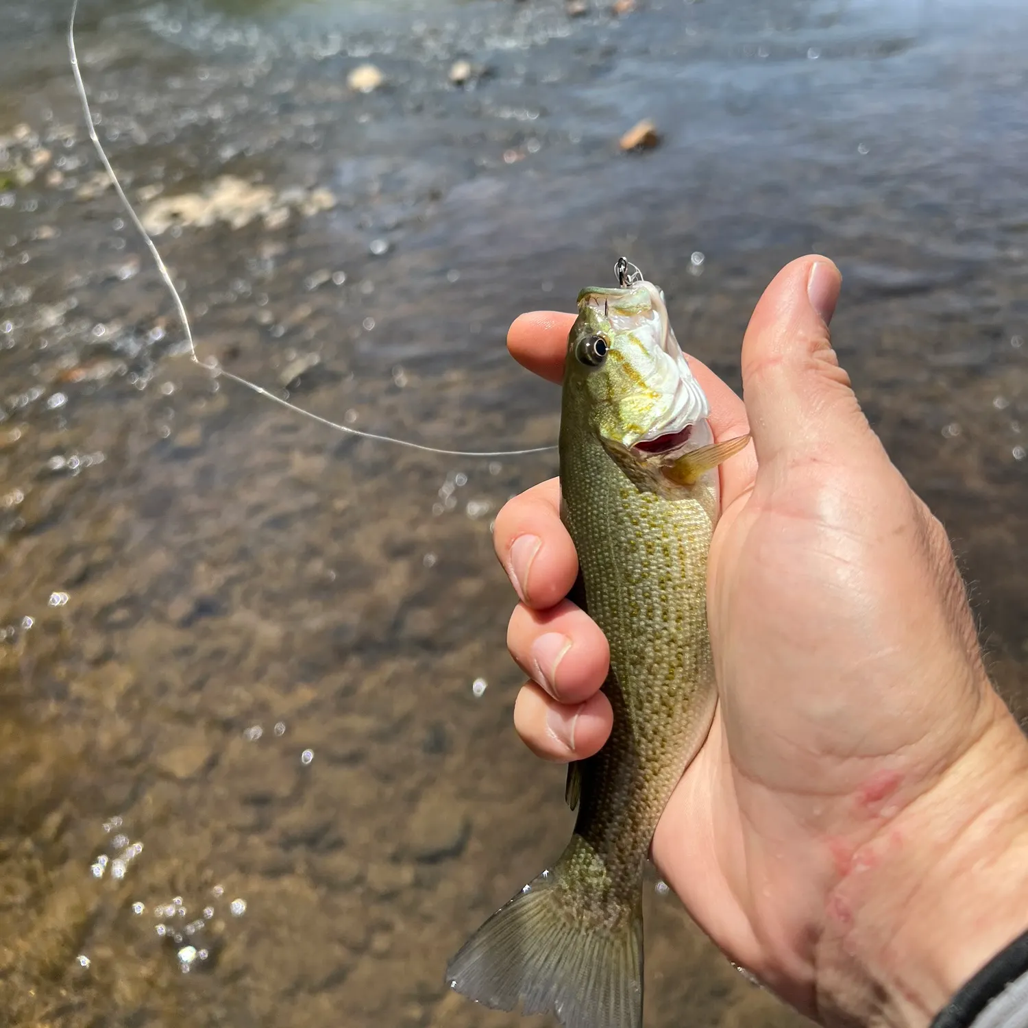 The most recent Redeye bass catches on Fishbrain