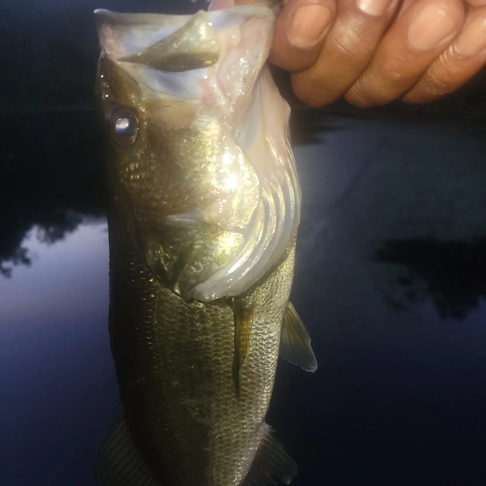 angler catch