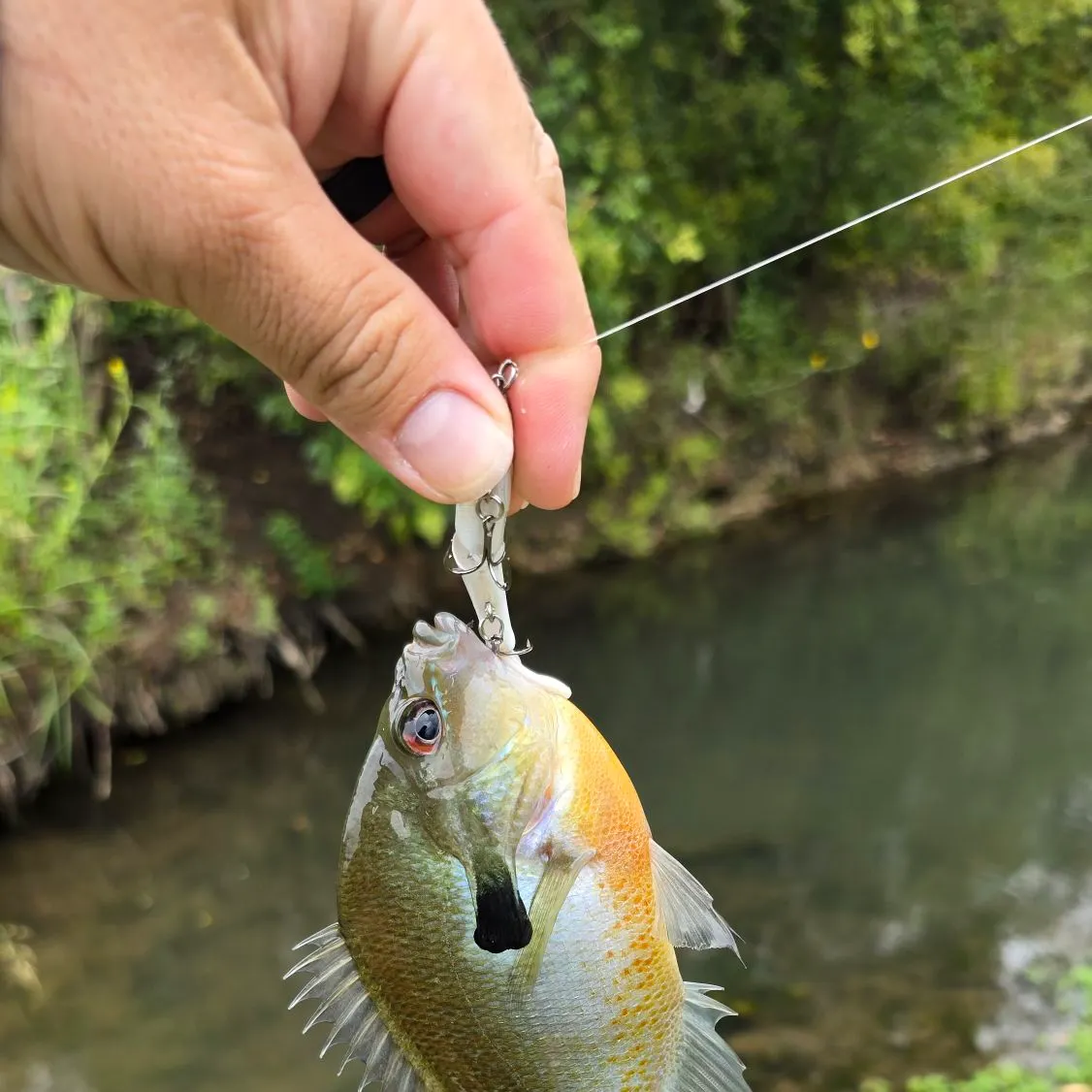 Redbreast sunfish caught on Fishbrain
