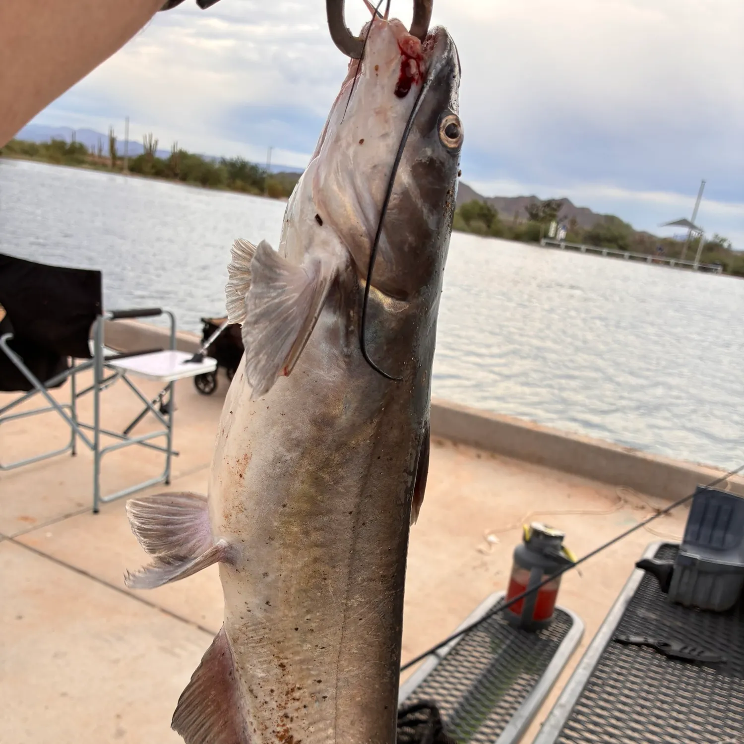 Channel catfish caught on Fishbrain