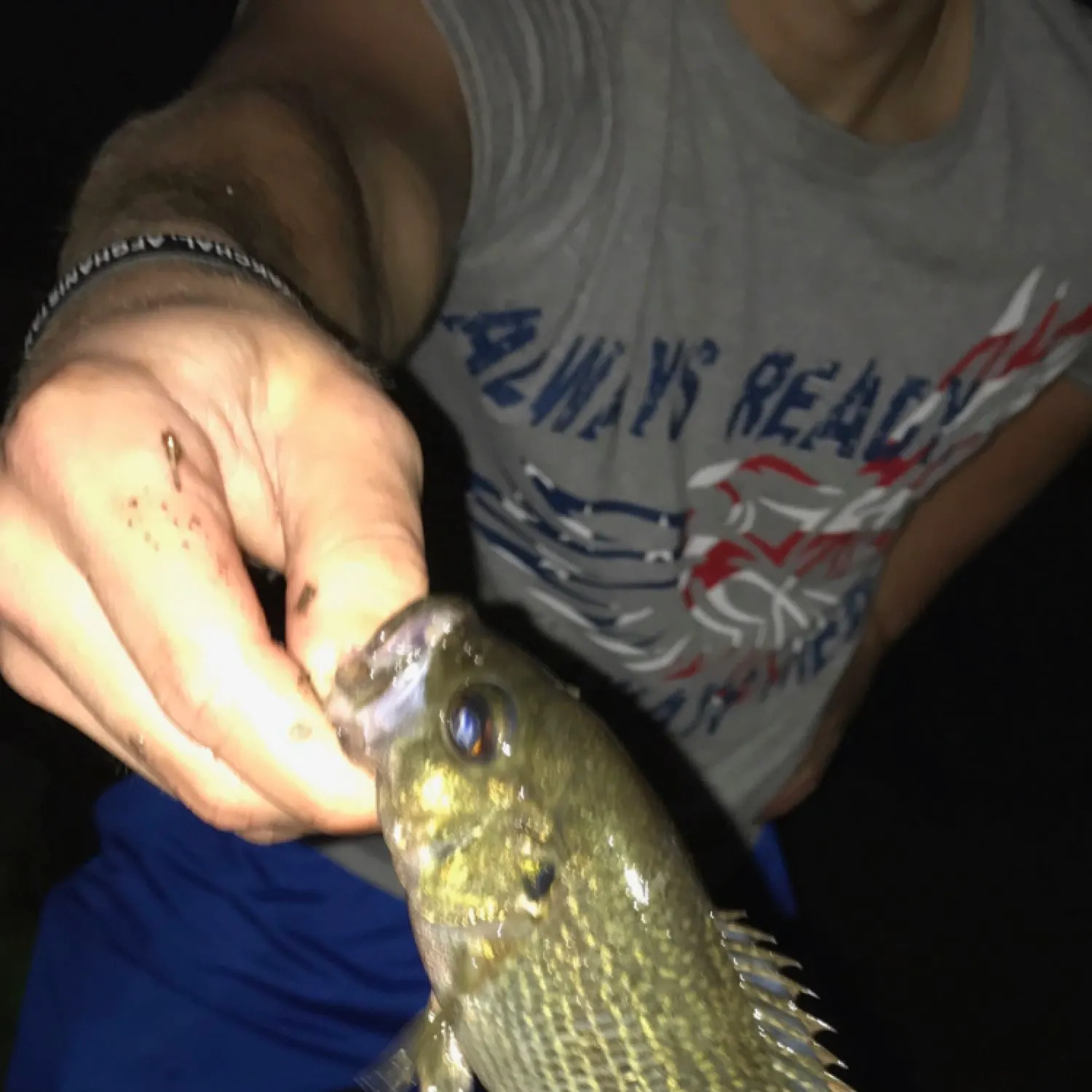Rock bass caught on Fishbrain