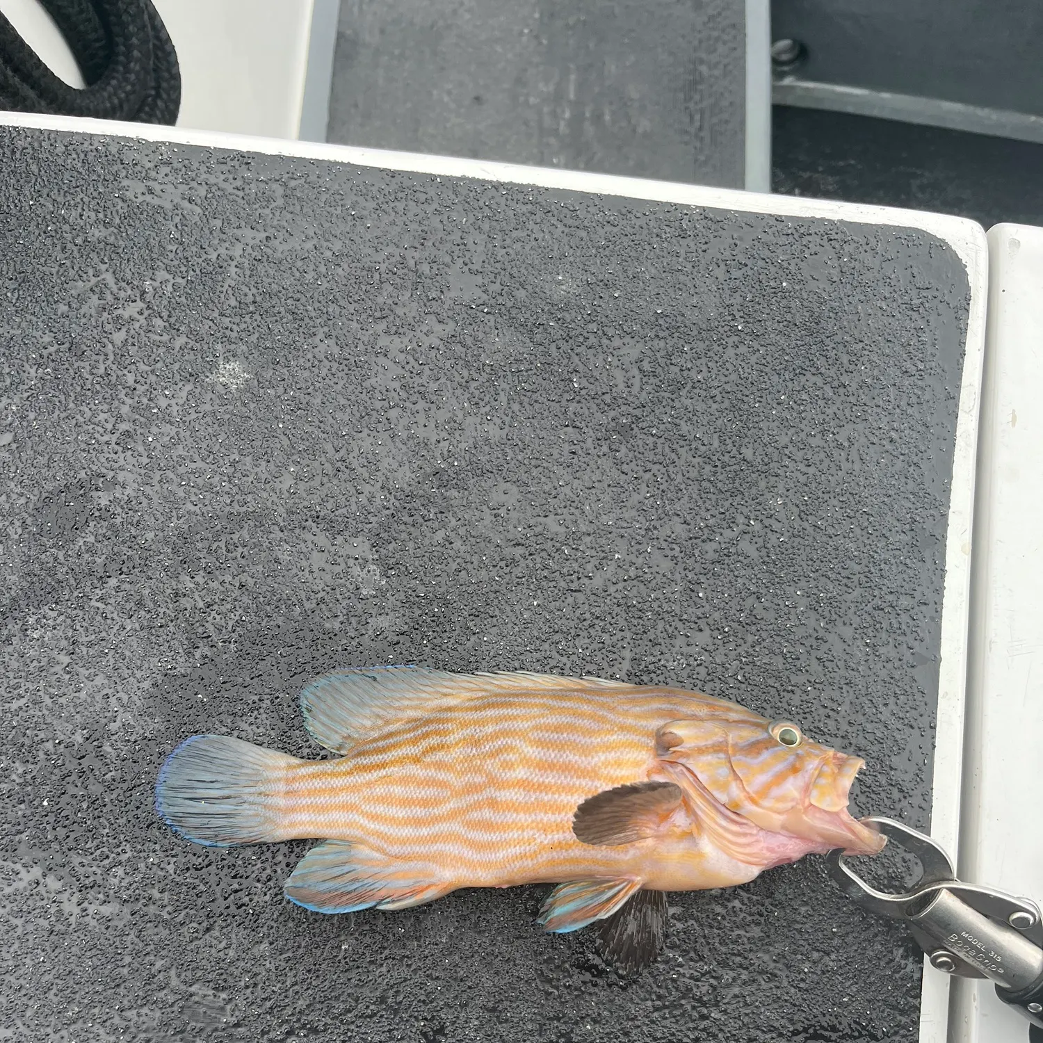 The most recent Bluelined hind catches on Fishbrain