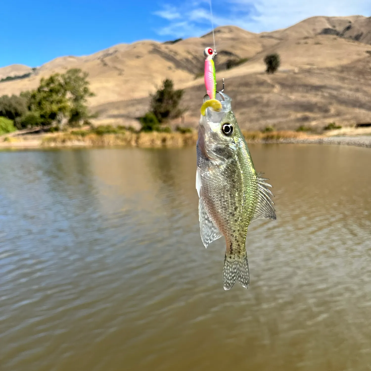 Black crappie caught on Fishbrain