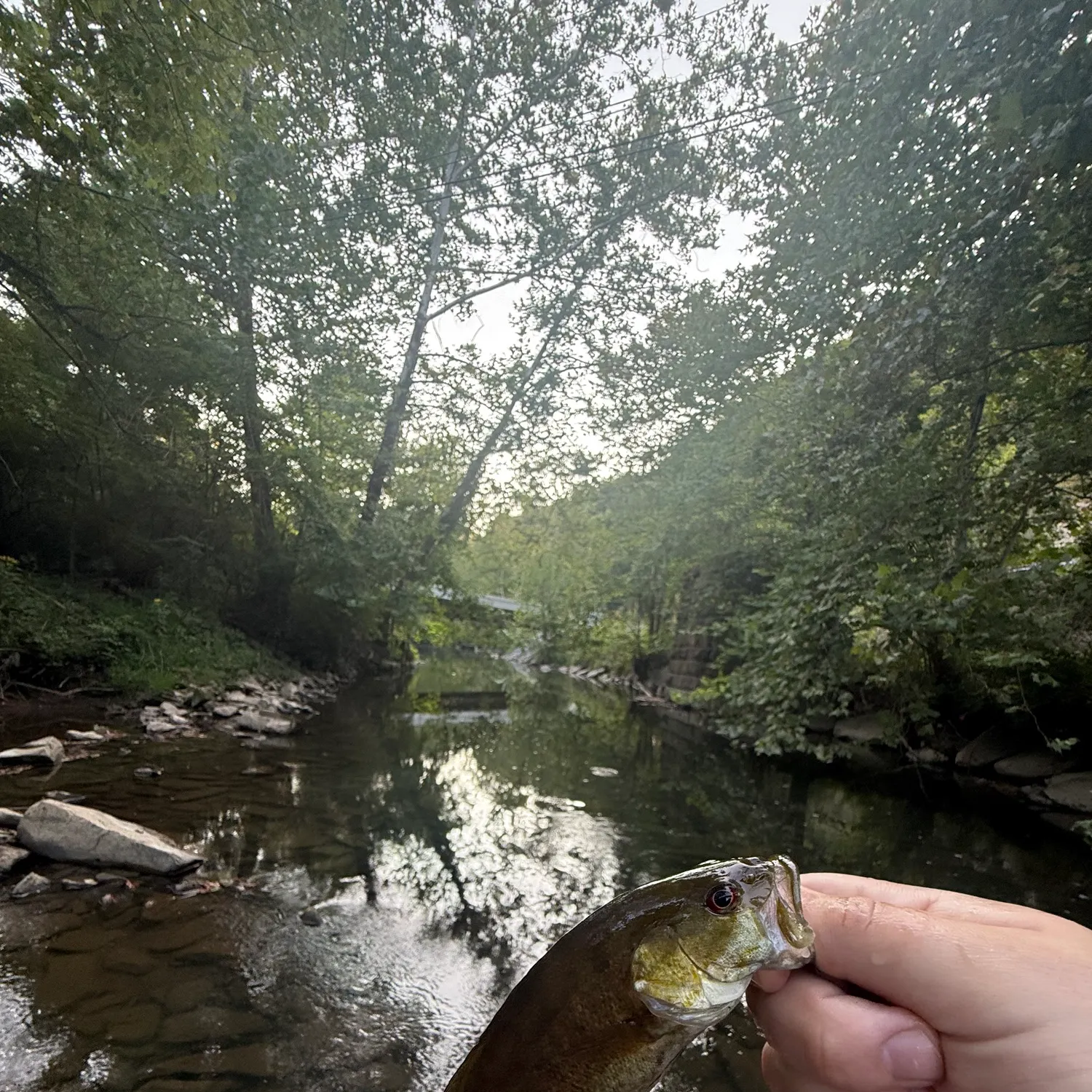 Smallmouth bass caught on Fishbrain