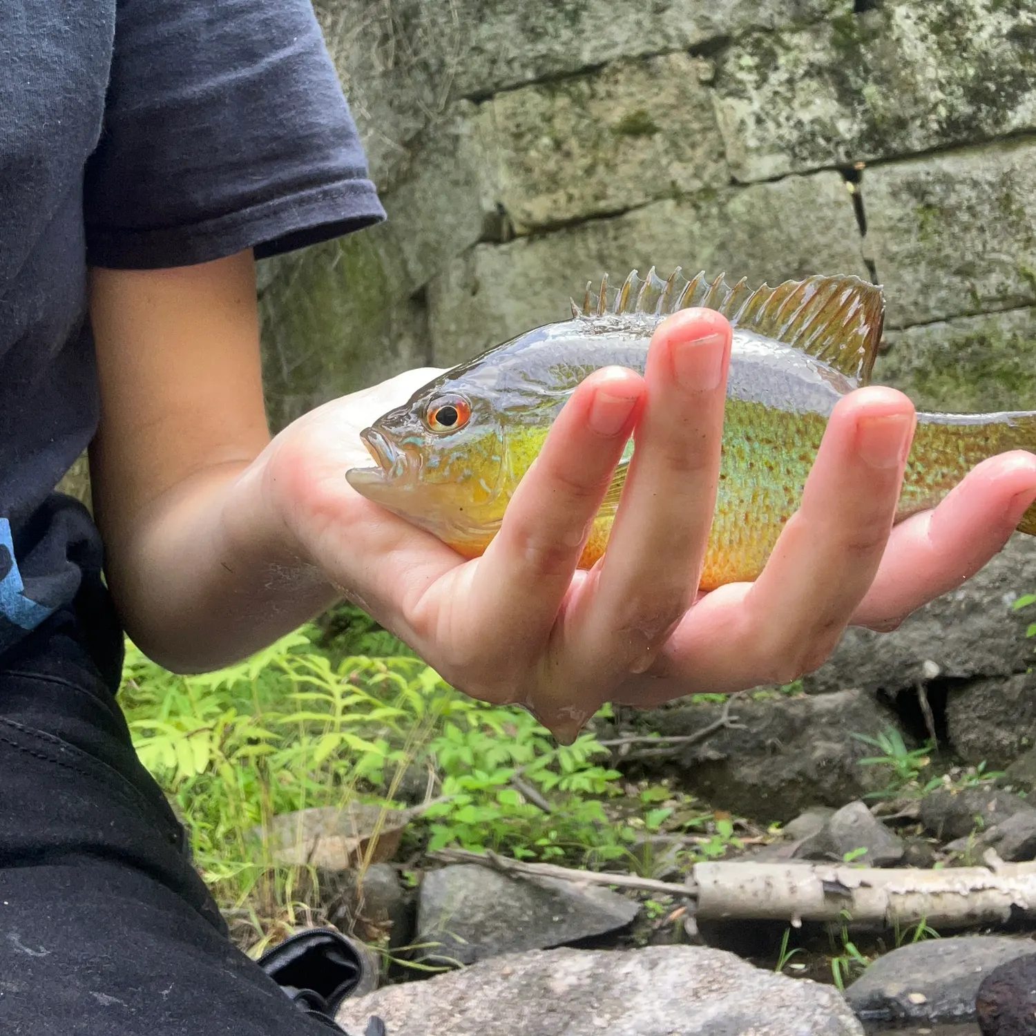 Redbreast sunfish caught on Fishbrain