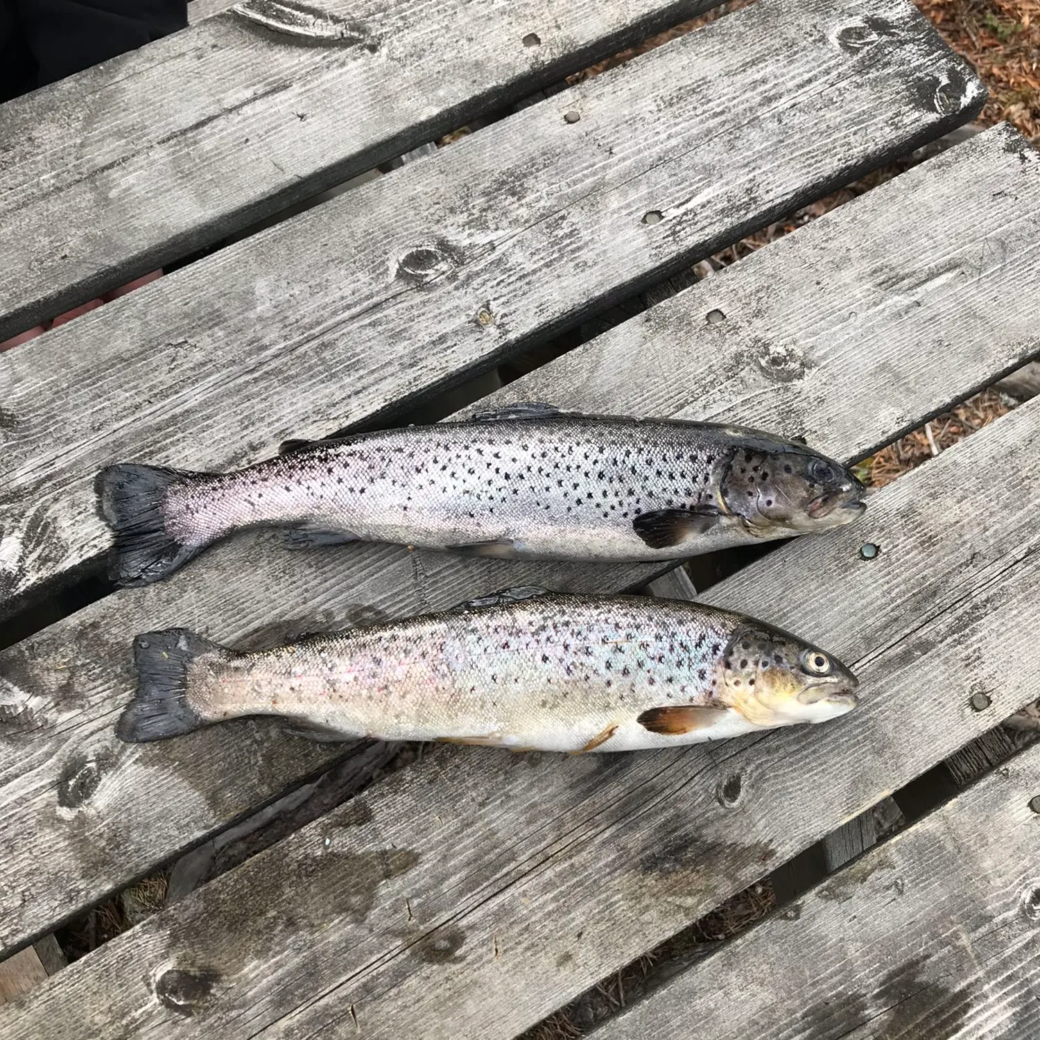 recently logged catches