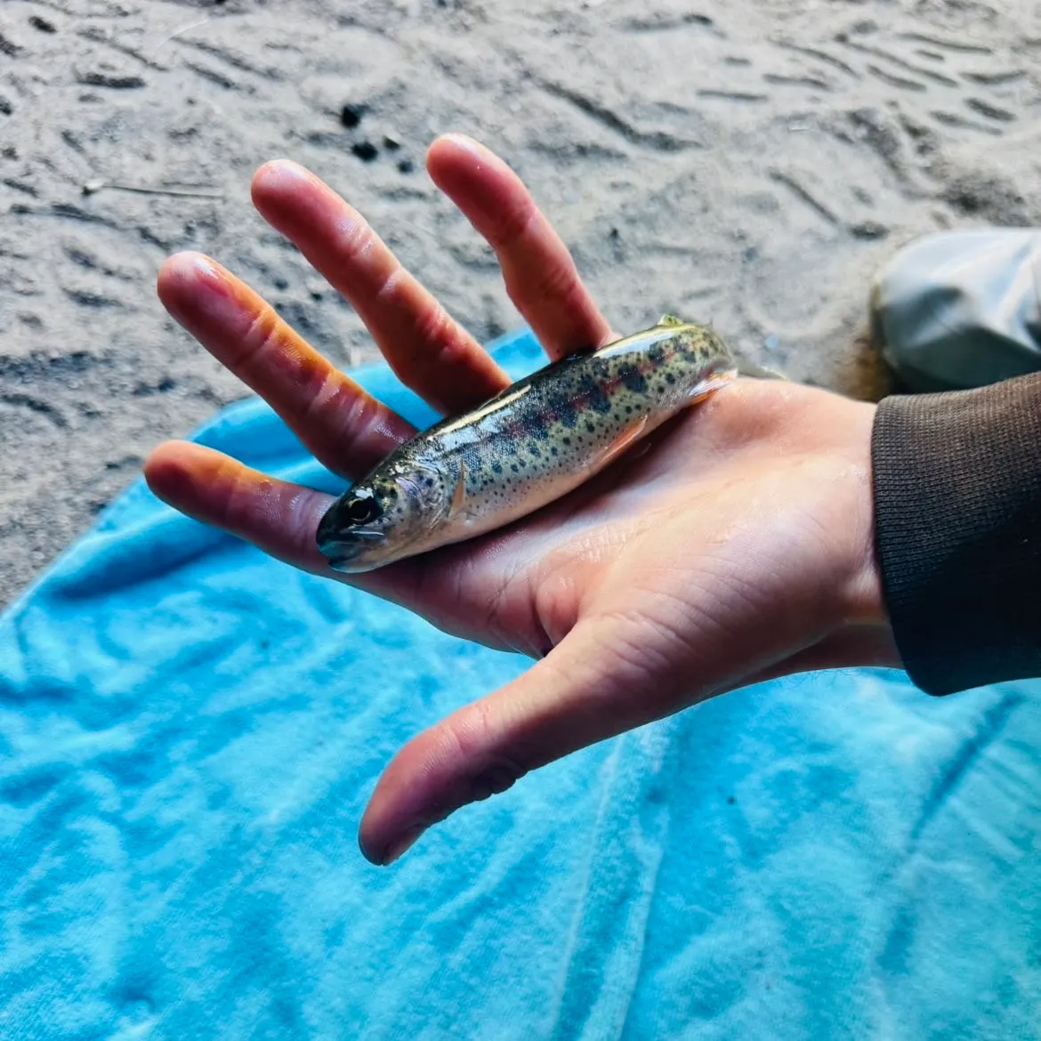 The most recent Great basin redband trout catches on Fishbrain