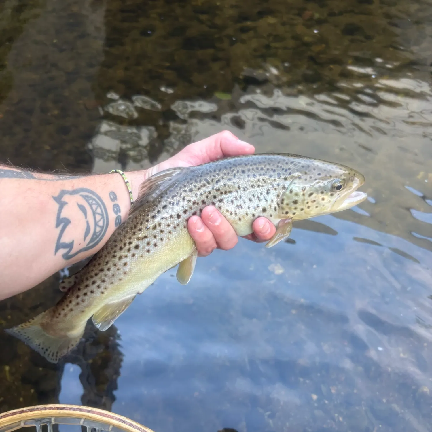 Brown trout caught on Fishbrain