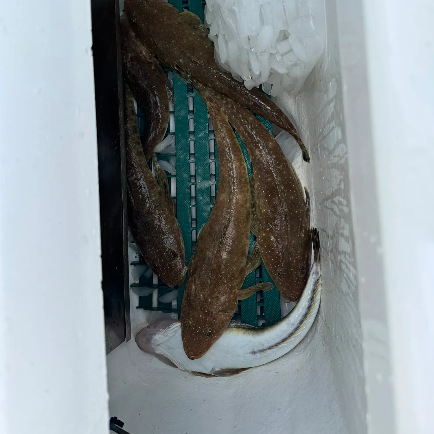 The most recent Blue-spotted flathead catches on Fishbrain