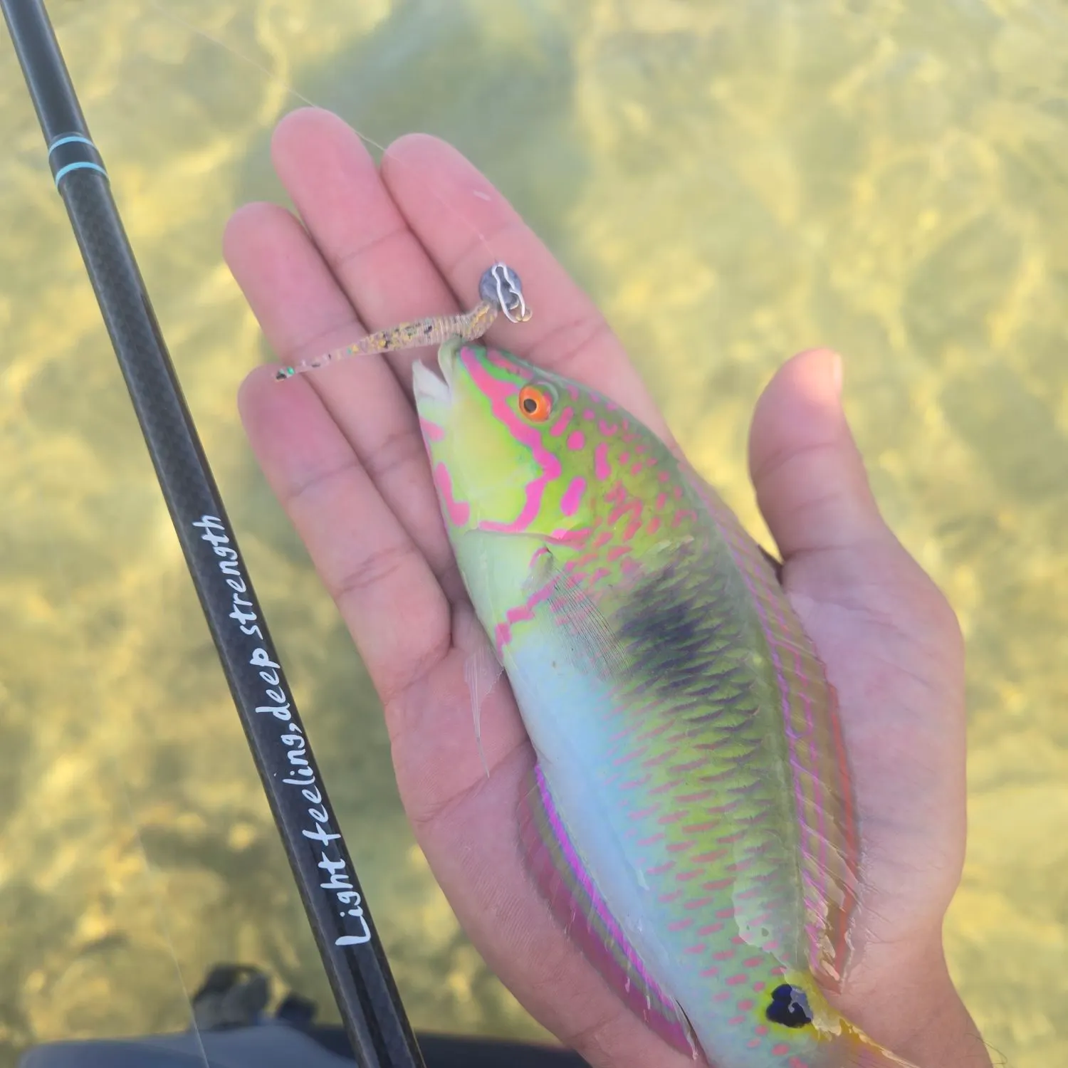 The most recent Weed wrasse catches on Fishbrain
