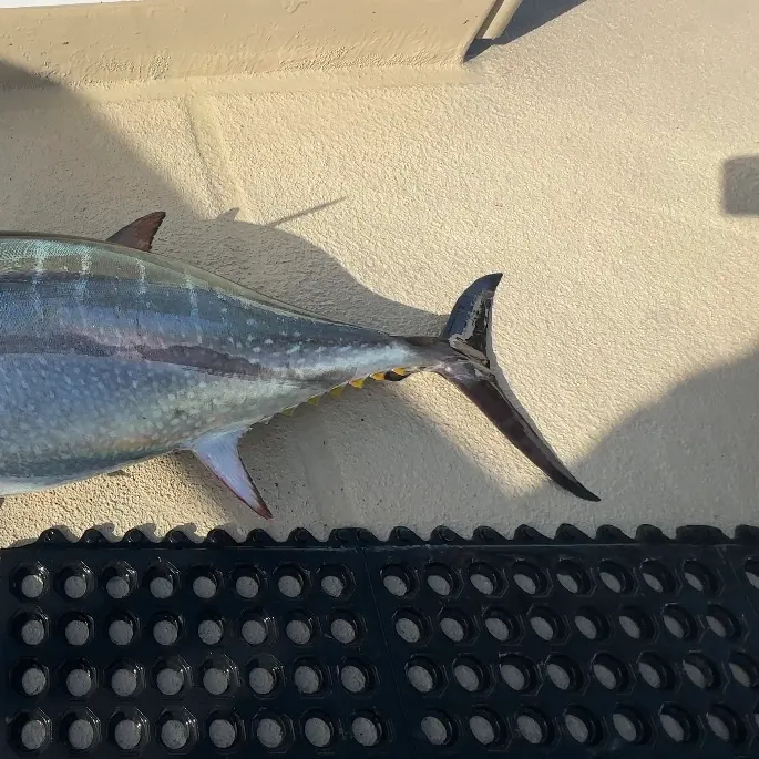 The most recent Pacific bluefin tuna catches on Fishbrain