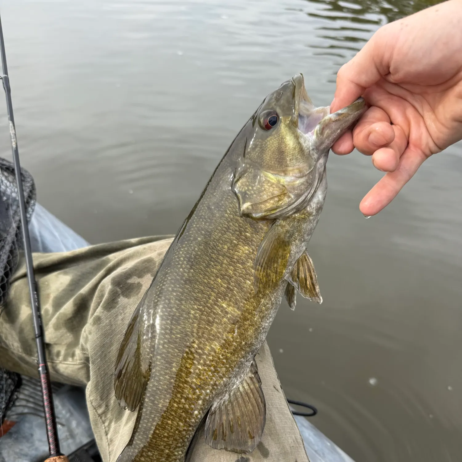 Smallmouth bass caught on Fishbrain