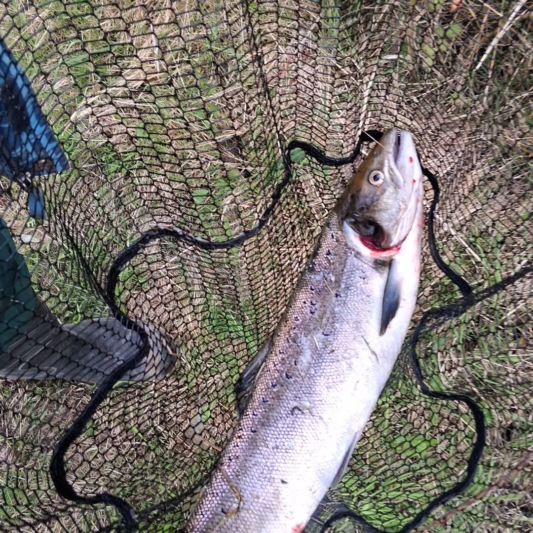 Atlantic salmon caught on Fishbrain