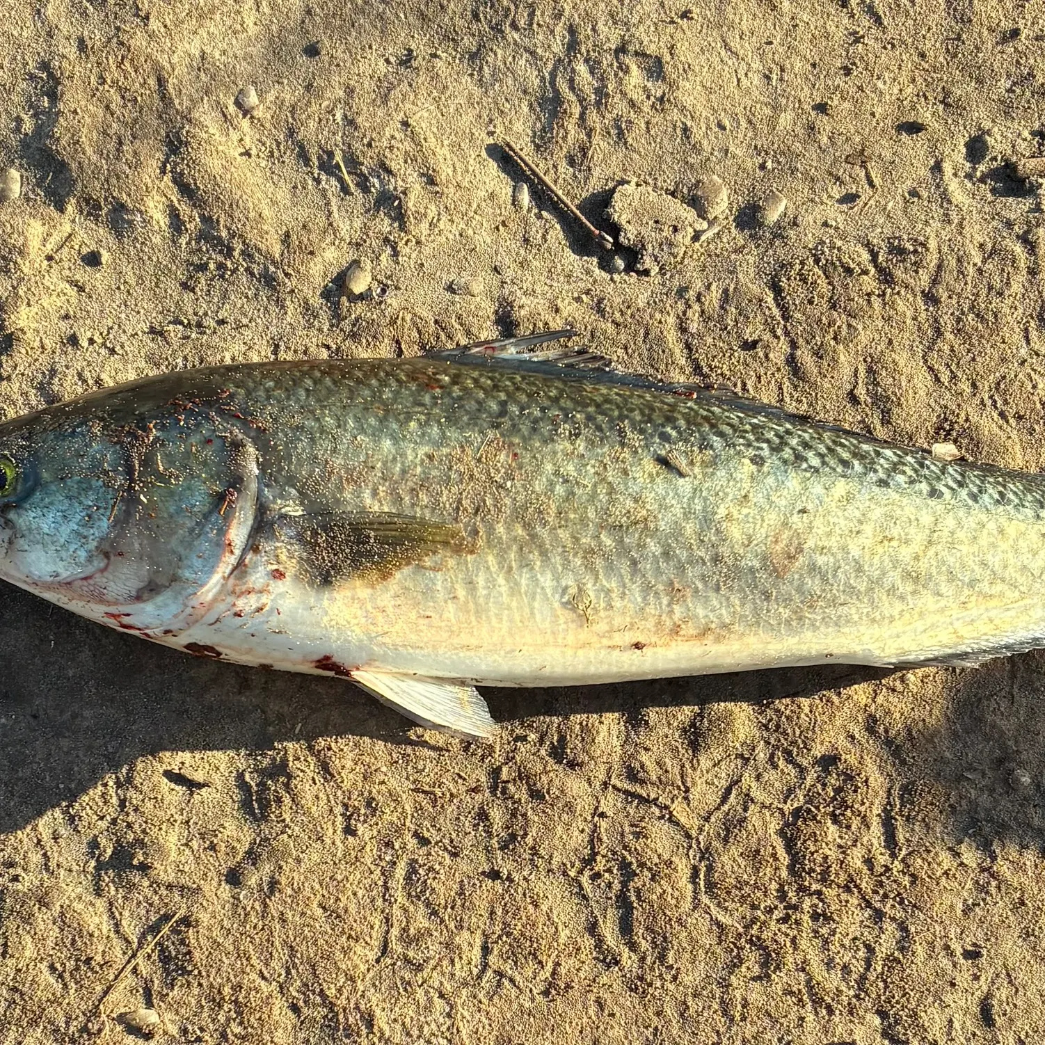 The most recent Eastern Australian salmon catches on Fishbrain