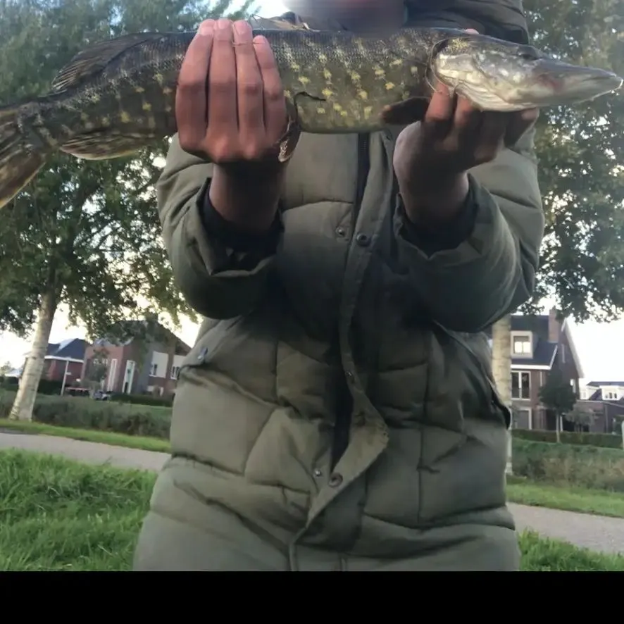 Fish caught on Fishbrain