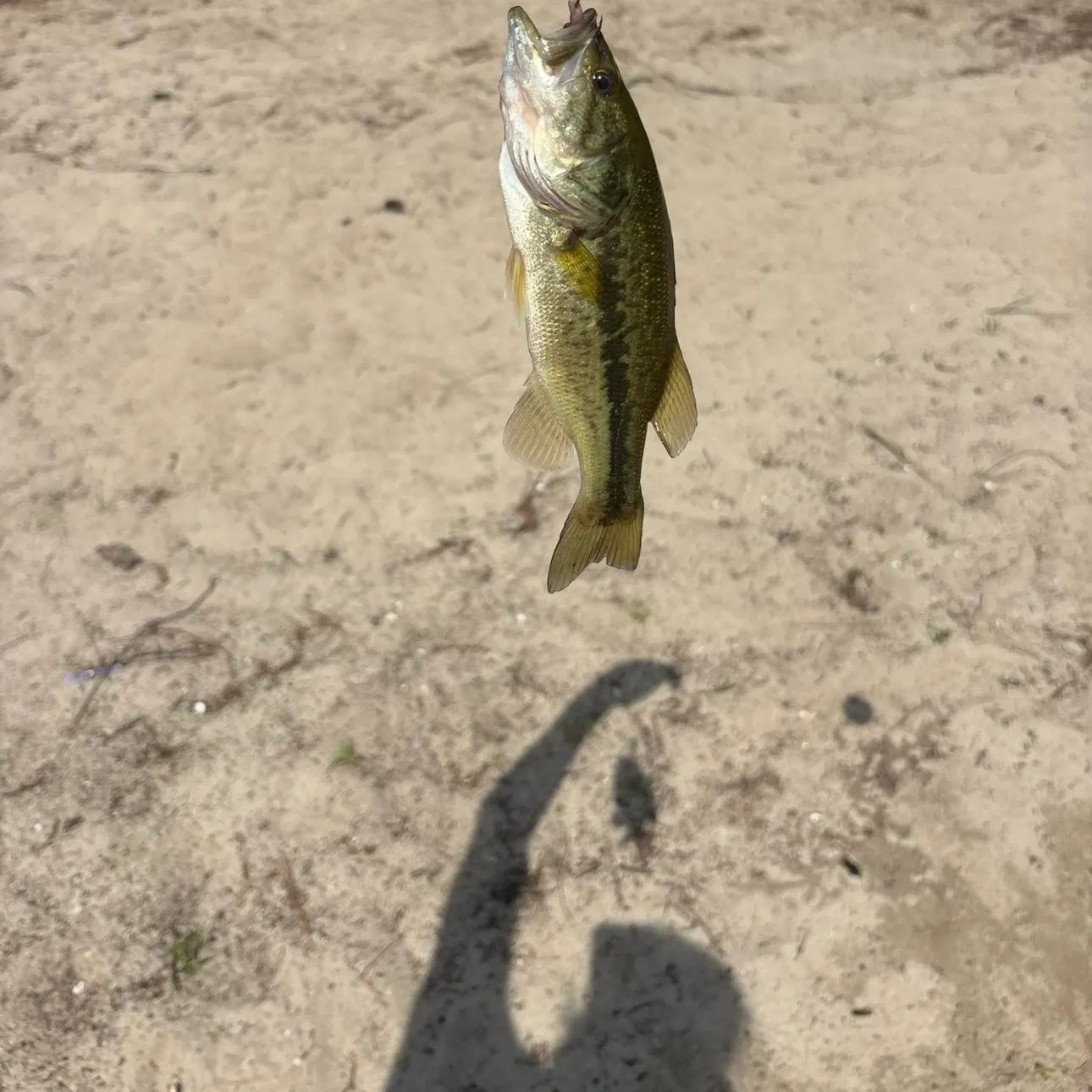 Largemouth bass caught on Fishbrain