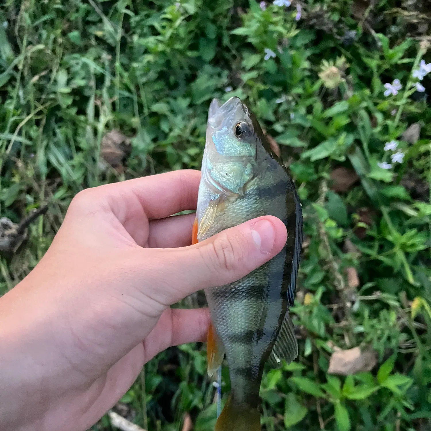 European perch caught on Fishbrain