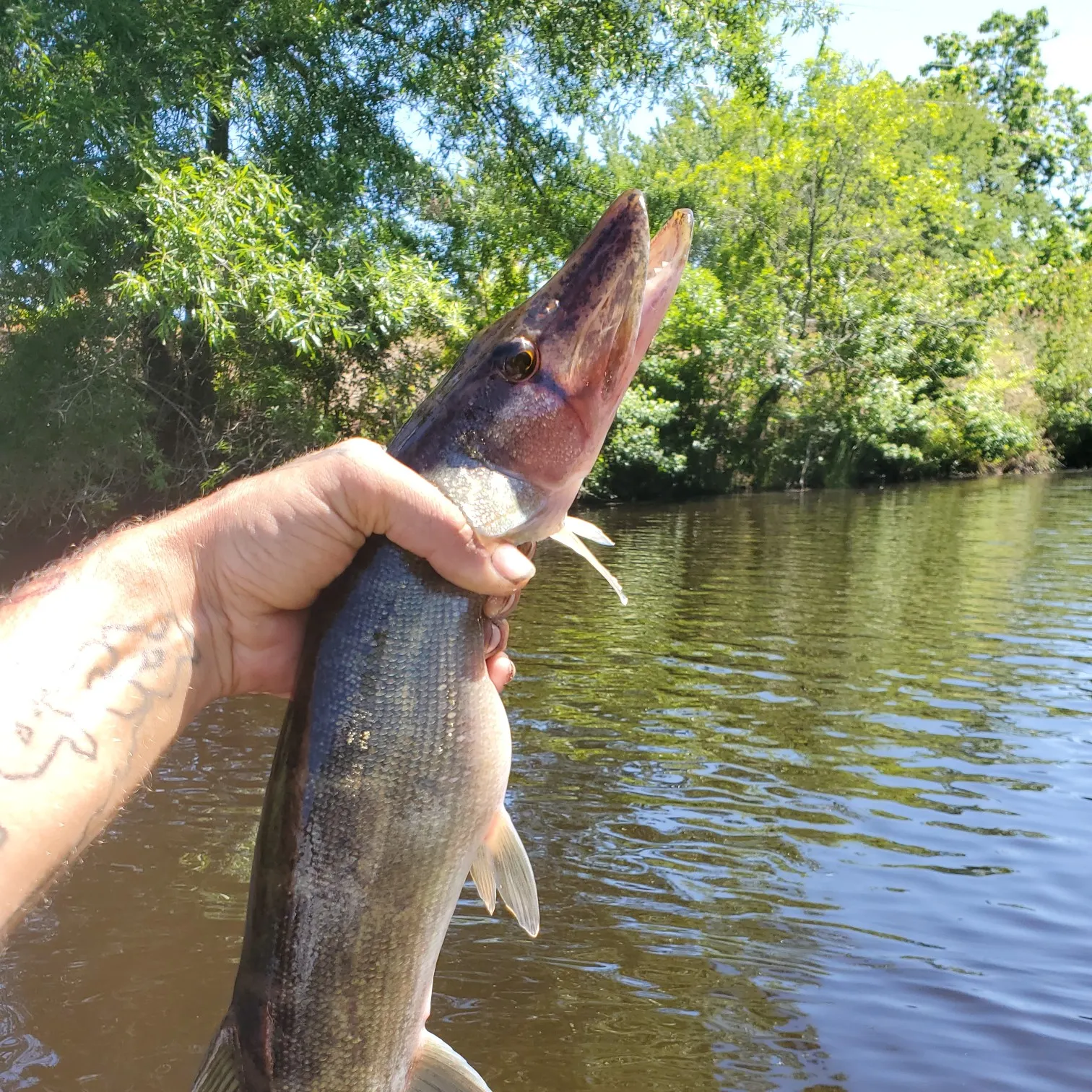 recently logged catches