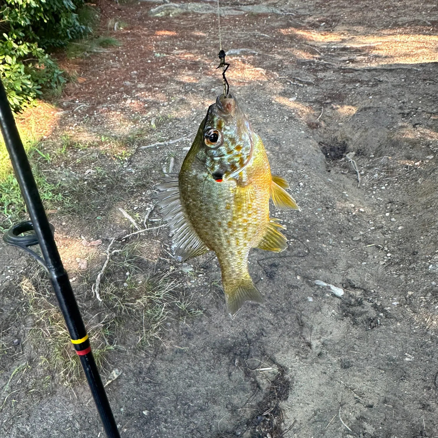 Pumpkinseed caught on Fishbrain